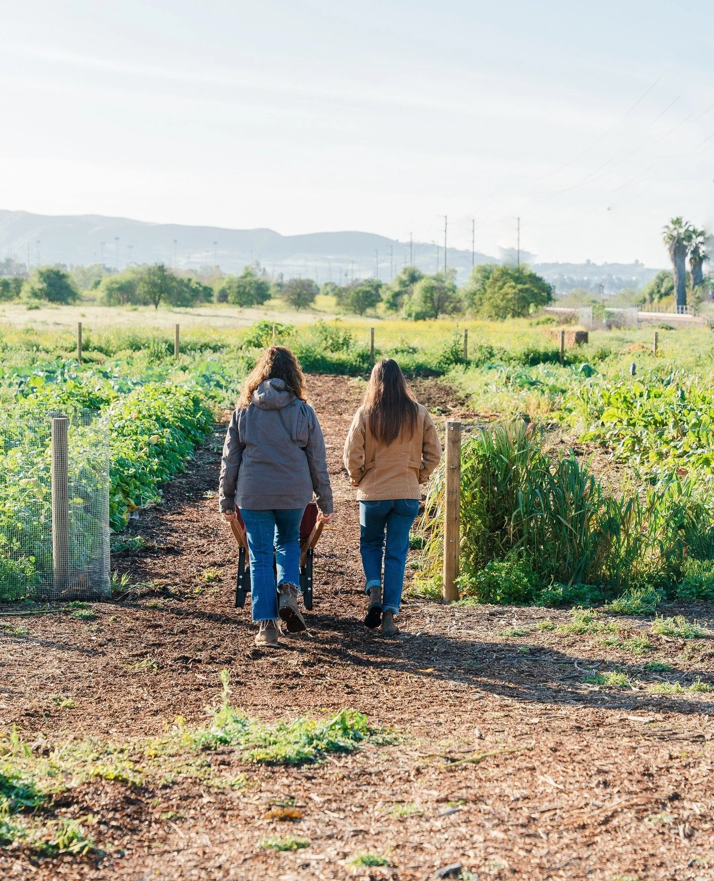 This is where your favorite local kraut begins. Early morning at Ferm Farm Acres &mdash; picking cabbage straight from the ground in San Juan Capistrano, headed directly to our fermentation kitchen to become the house-made kraut you know and love.