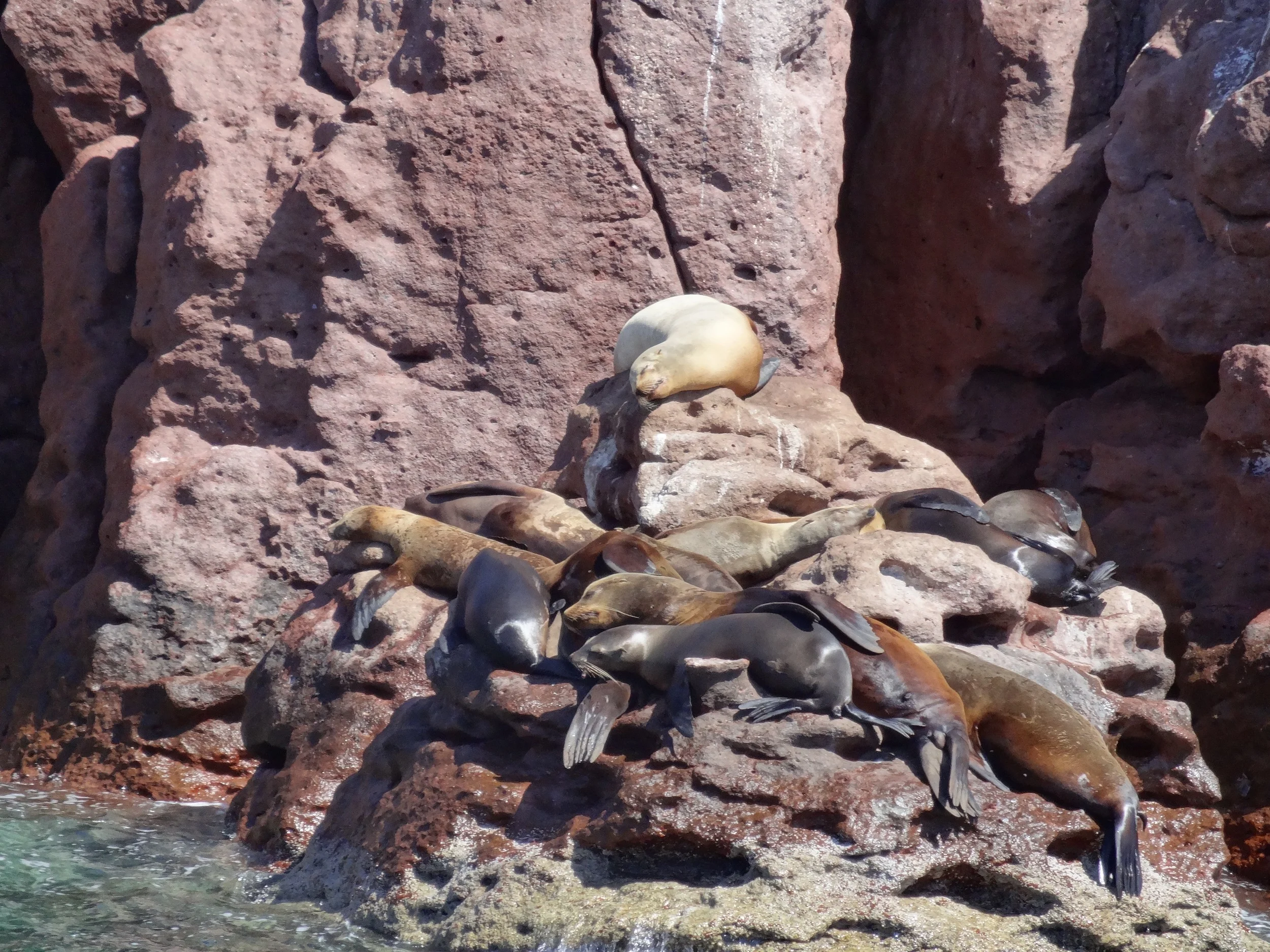 sleepy sea lions