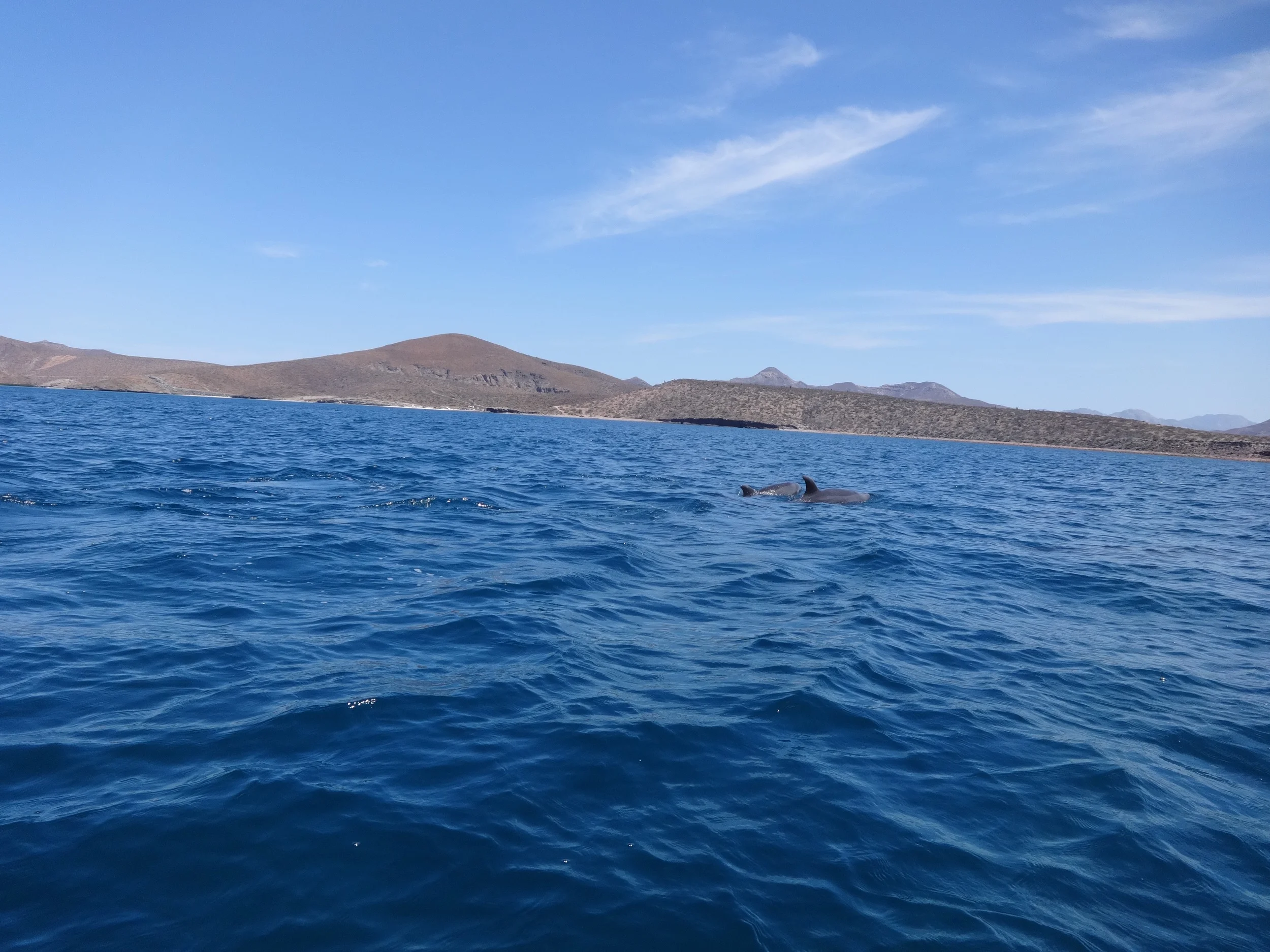 dolphins