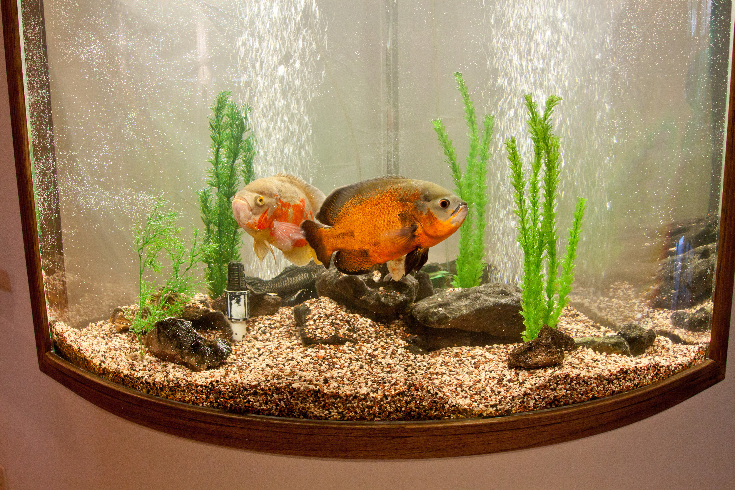 Ingleside Lodge Fish Aquarium 