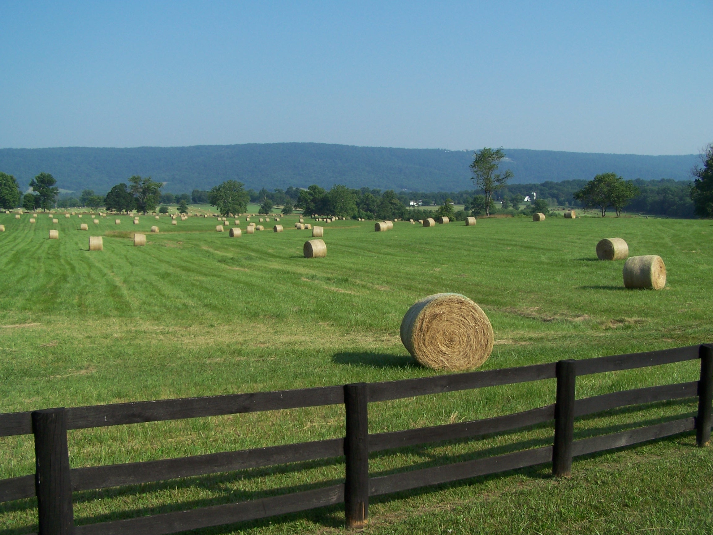  Springtime hay near Blakeley's Grove, Fauquier County. 