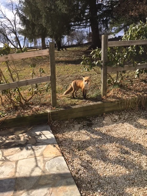  The MHAA office gets a visitor! 