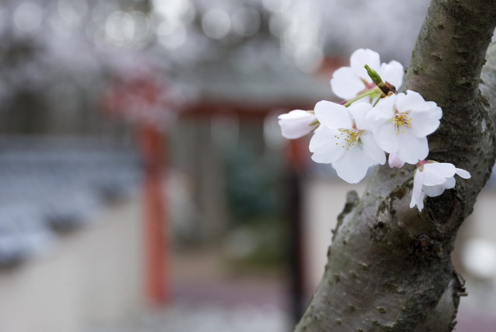Miyazaki Garden Entrace with Cherry Blossom.jpg