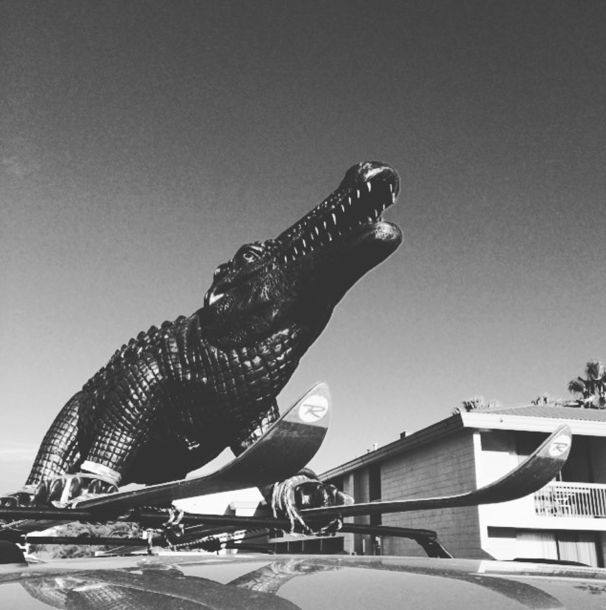 This croc surely has made us the most photographed vehicle on the Stuart Highway in 2016