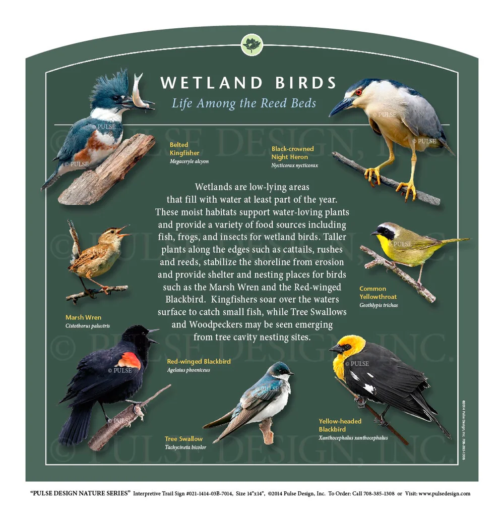 What Bird Lives in the Wetlands: Top Species You Must Know