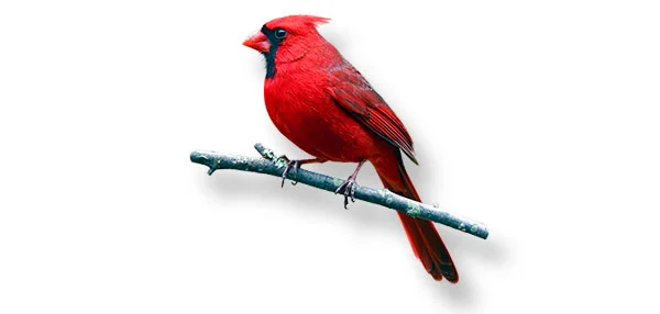 cardinal-wide.jpg