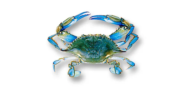 bluecrab-wide.jpg