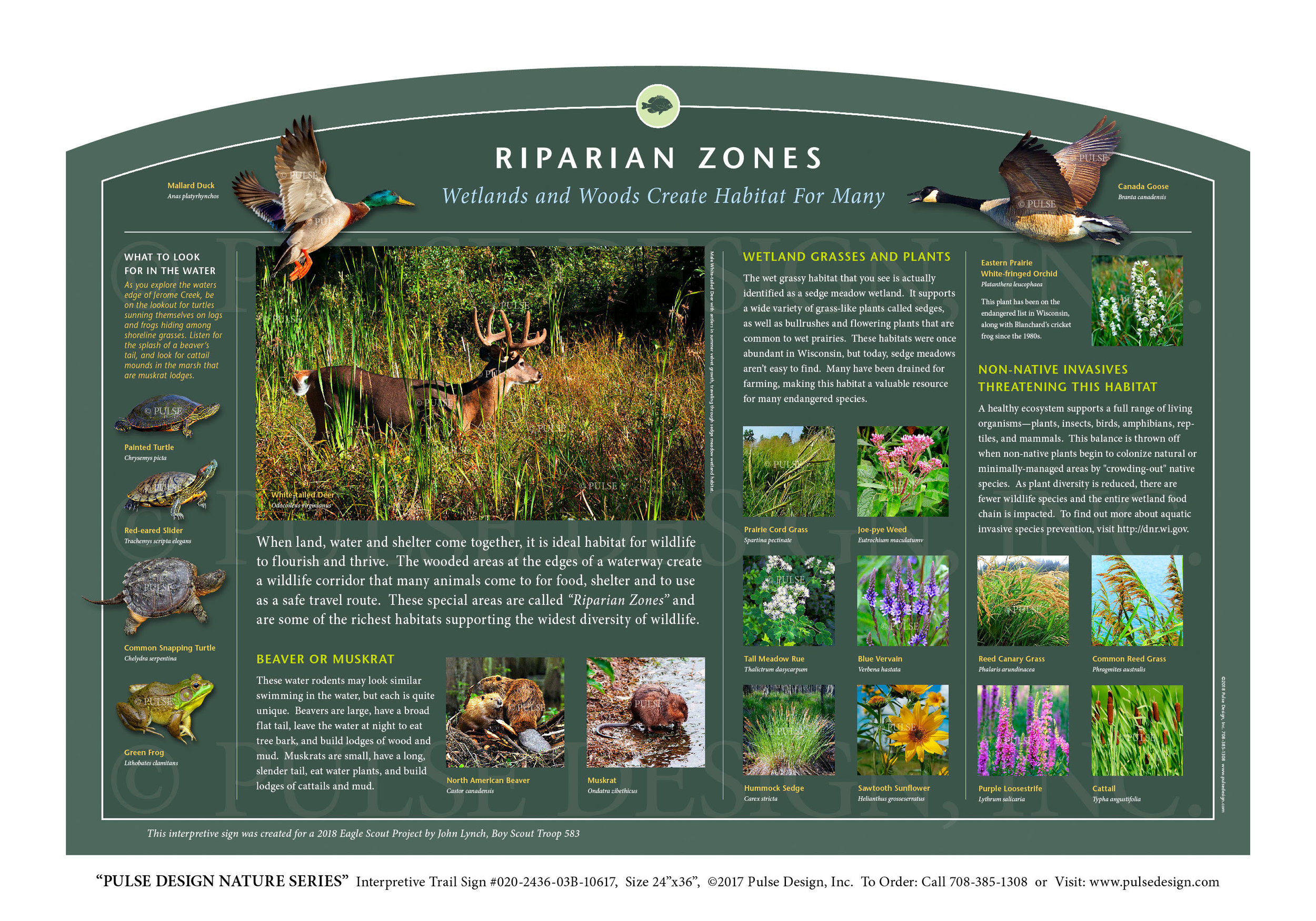 Outdoor Interpretive Nature Trail Sign in Stream & Riparian Habitat Series:  Riparian Habitat Zones, Wetlands & Woods, Plants, Animals  #020-2436-03B-10617 — Pulse Design Outdoor Interpretive Signs