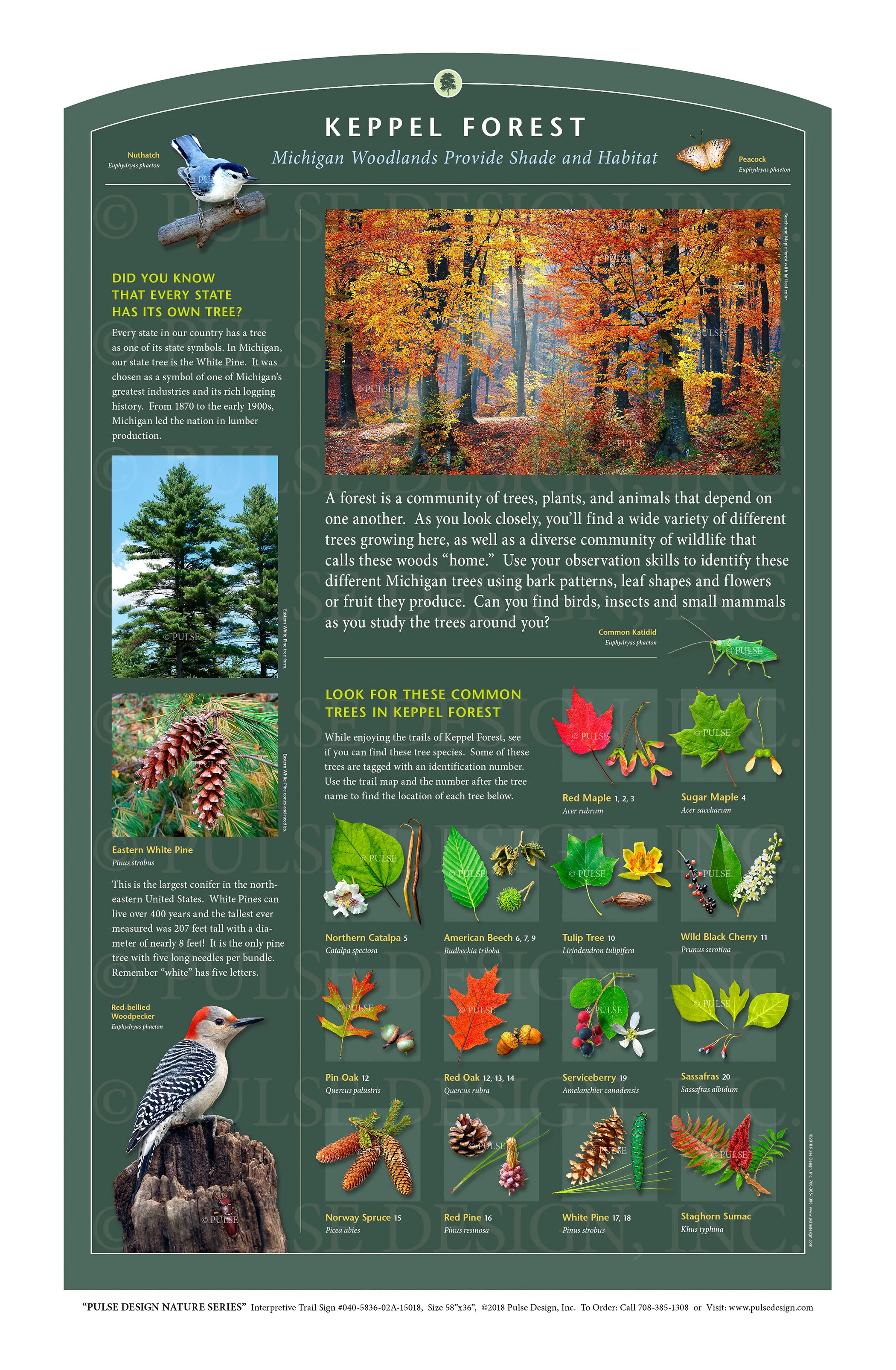 Outdoor Interpretive Nature Trail Sign In Forest Woodland Habitat Series Forest Habitat Michigan Tree Identification Beech Maple White Pine 040 5836 02a 15018 Pulse Design Outdoor Interpretive Signs
