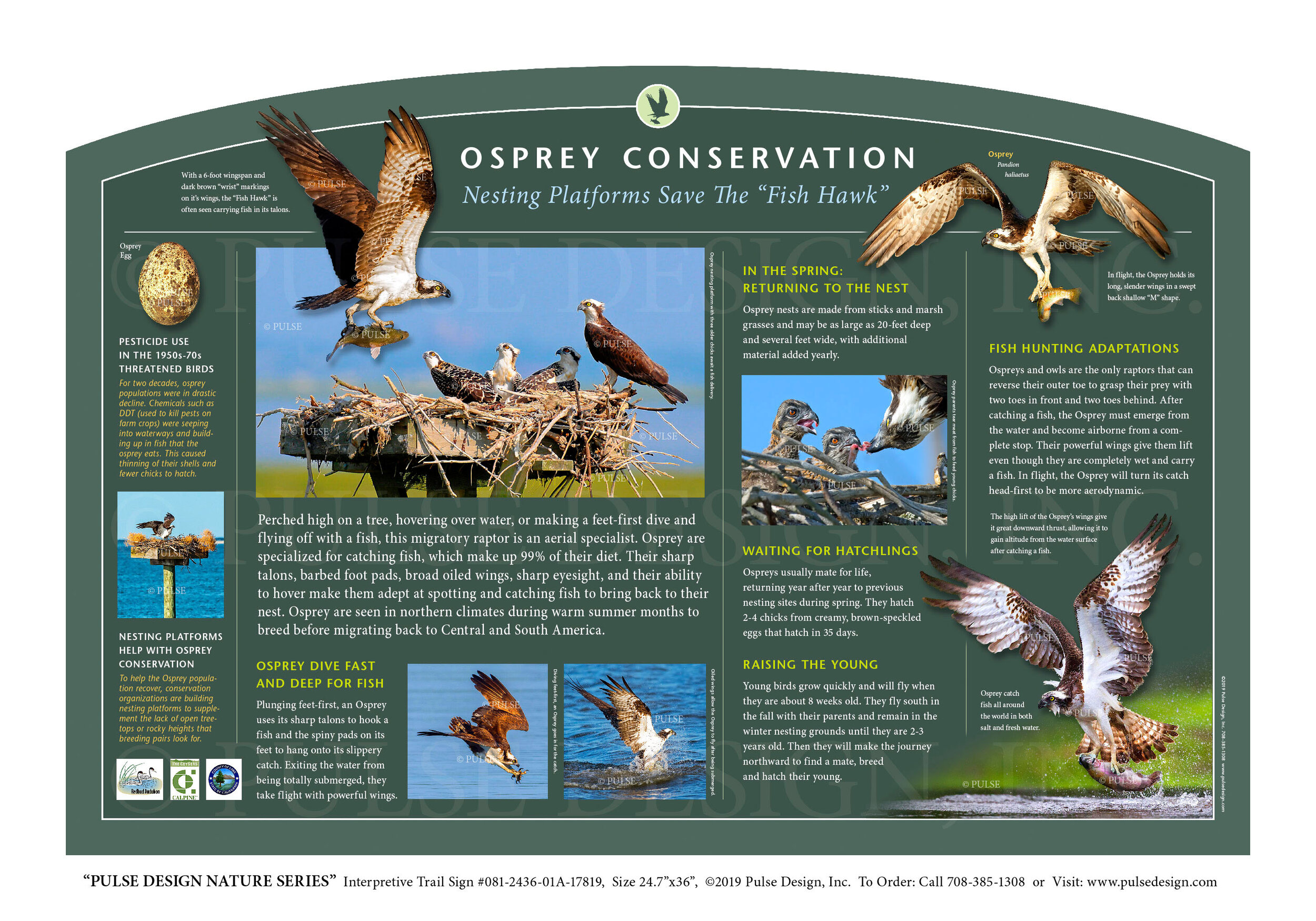 Osprey  Audubon Center for Birds of Prey
