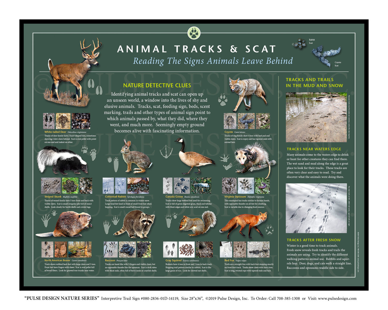 Outdoor Interpretive Signs Animals Wildlife Track Scat Identification Guide  North America — Pulse Design Outdoor Interpretive Signs