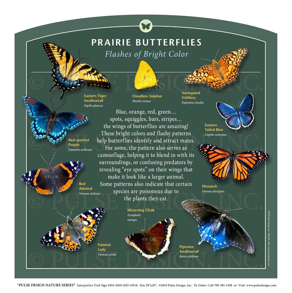 Moth Identification Guide By Color Species Spotlight Cecropia Moth