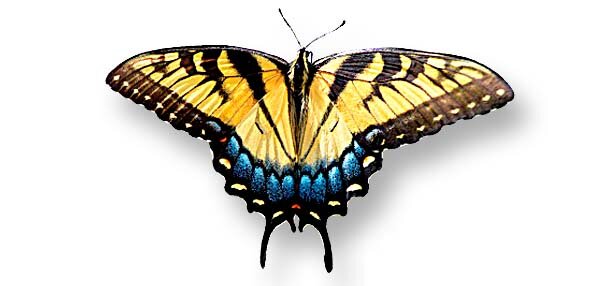 Pulse Butterfly Butterflies