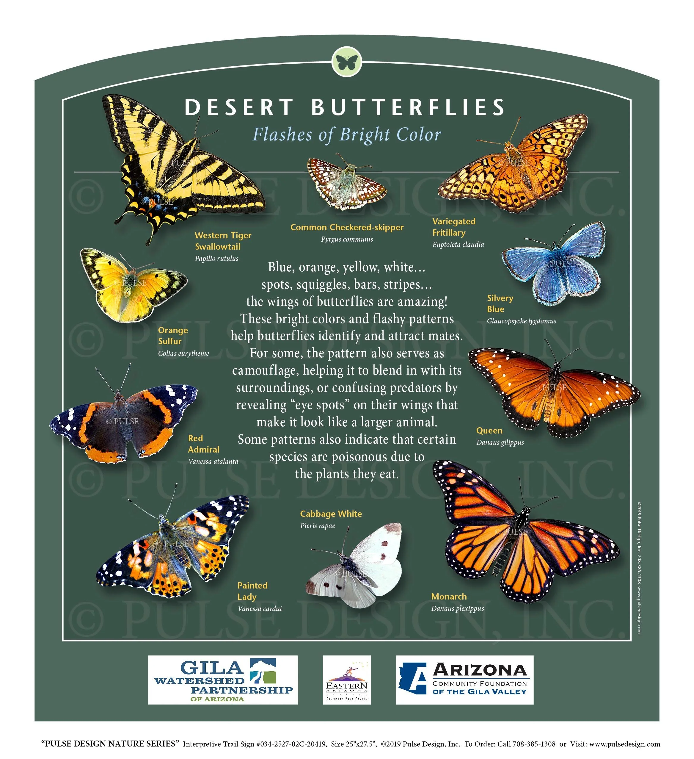 Common Butterfly Colors