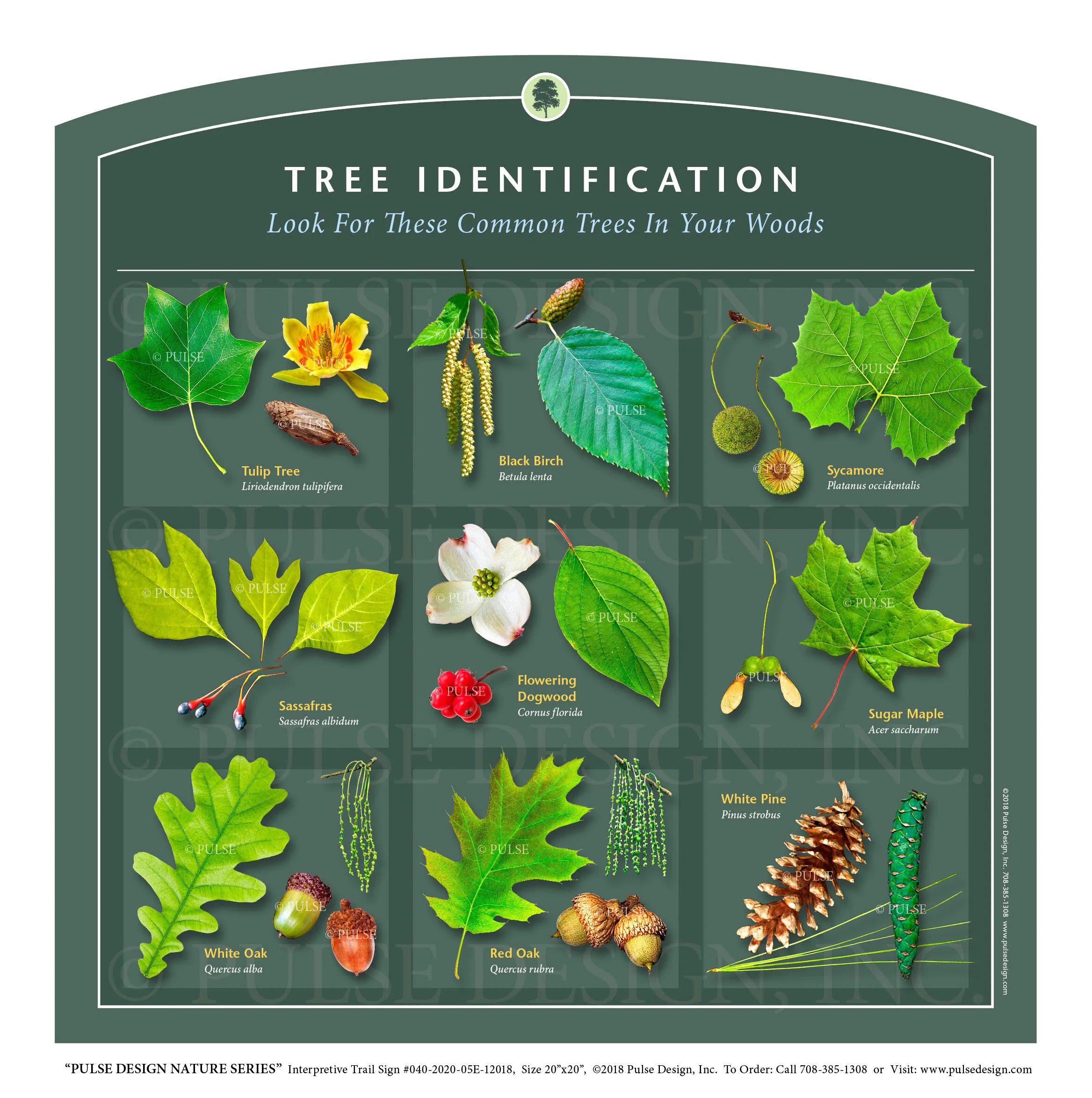 Nys Tree Identification Chart Native Hawaiian Hardwood Trees Tobi