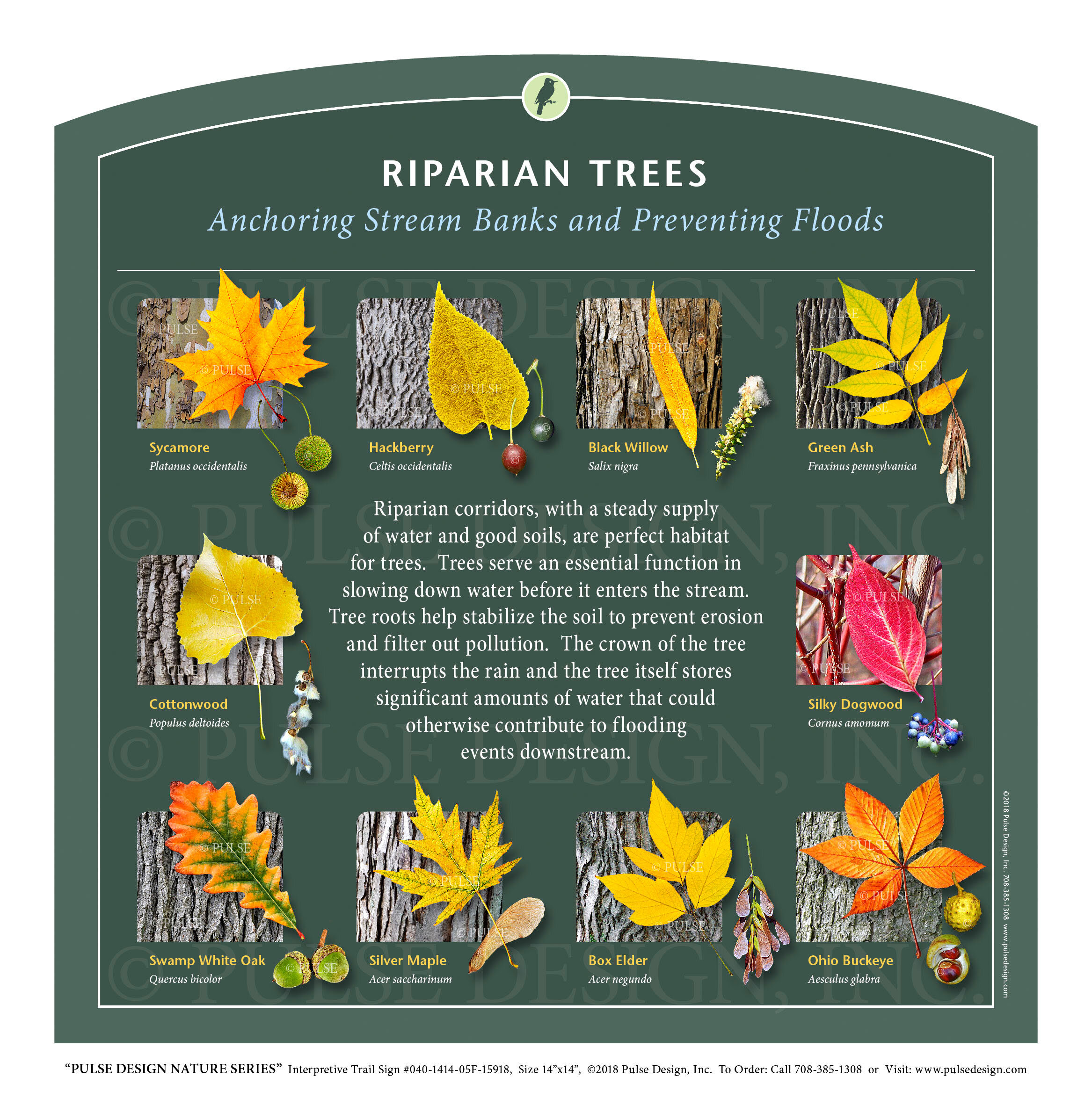 Tree Labeled Outside Outdoor Interpretive Sign: Tree, ID Guide, Sycamore, Hackberry, Willow ...