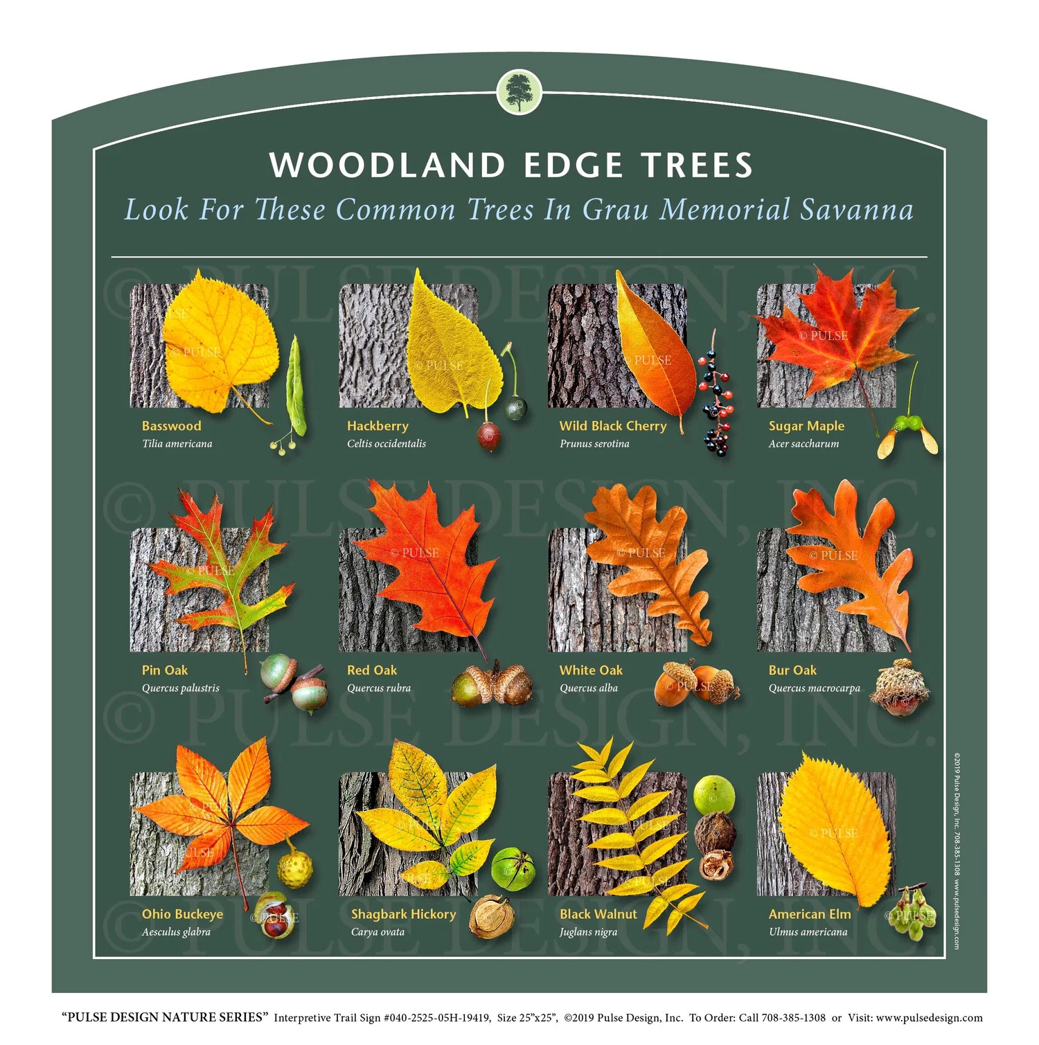 Outdoor Interpretive Sign: Tree, ID Guide, Basswood, Hackberry, Walnut ...
