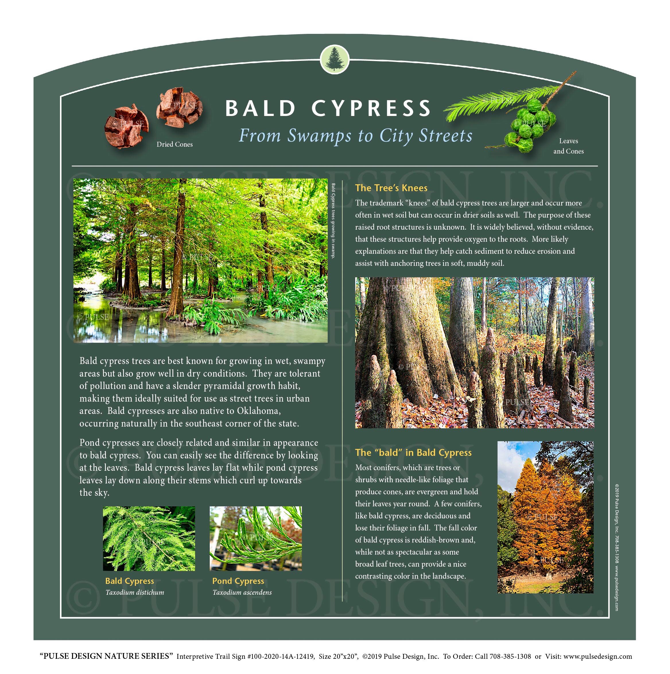 bald cypress tree leaf identification