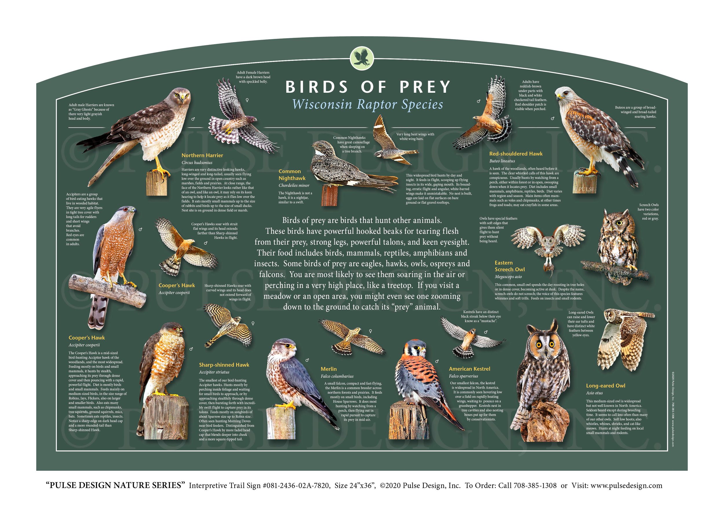 Identify birds of prey