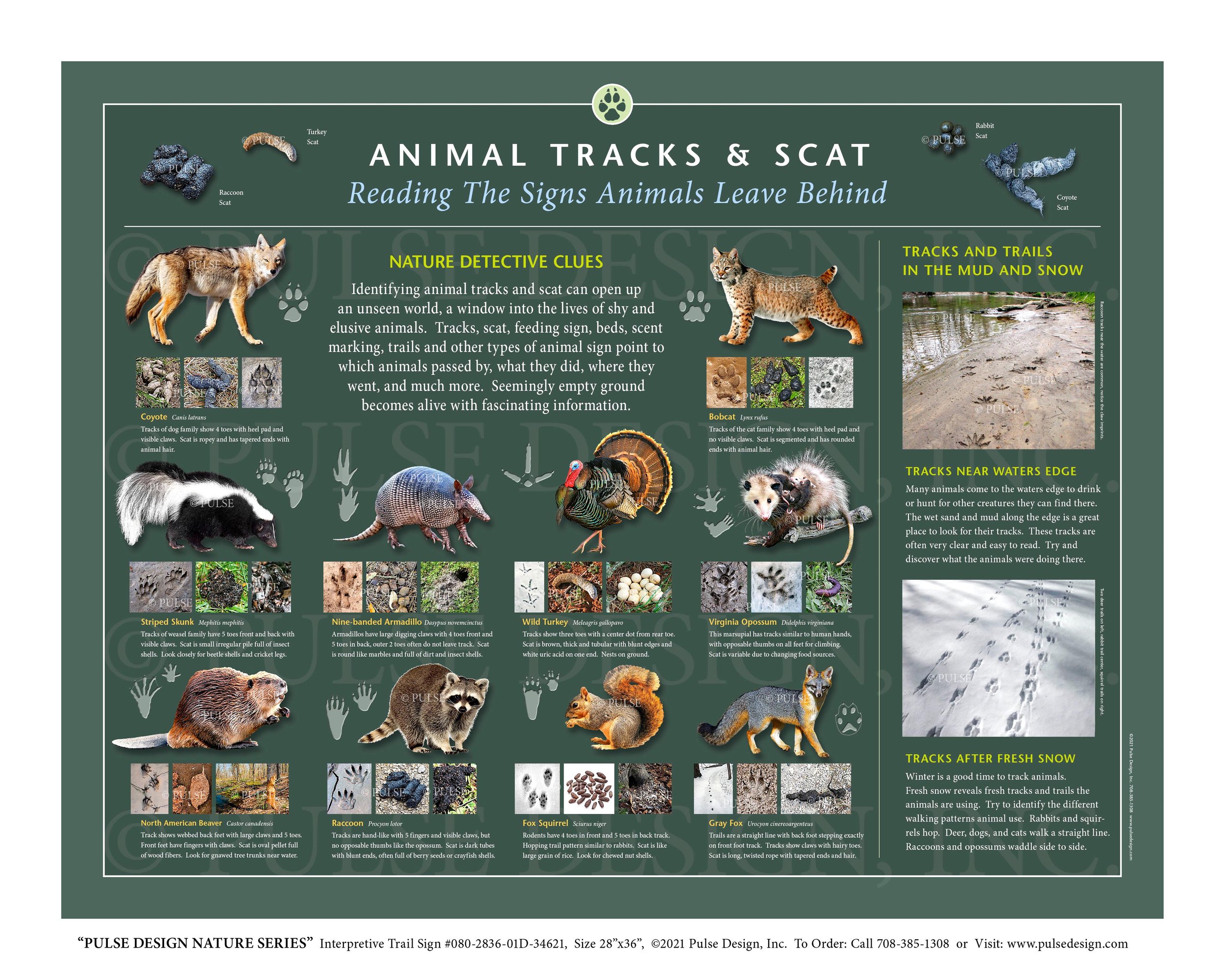 PDNS Animals & Wildlife Track Scat Identification Guides North America  Interpretive Signs — Pulse Design Outdoor Interpretive Signs