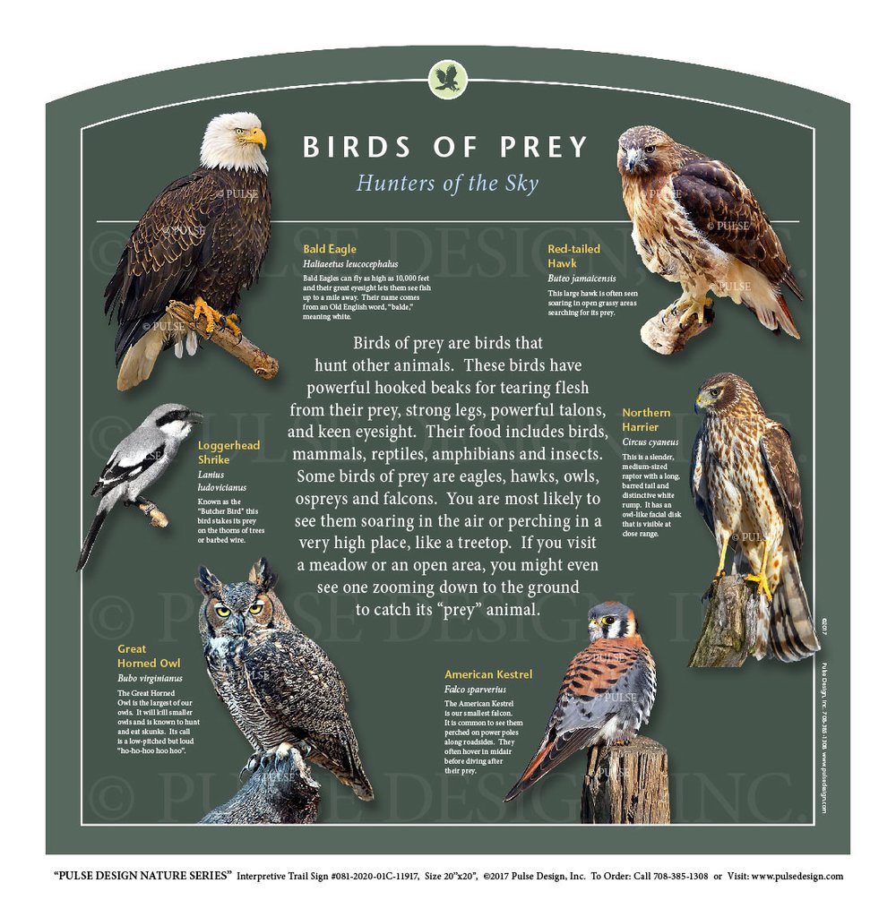 Birds of Prey guide – Field Studies Council