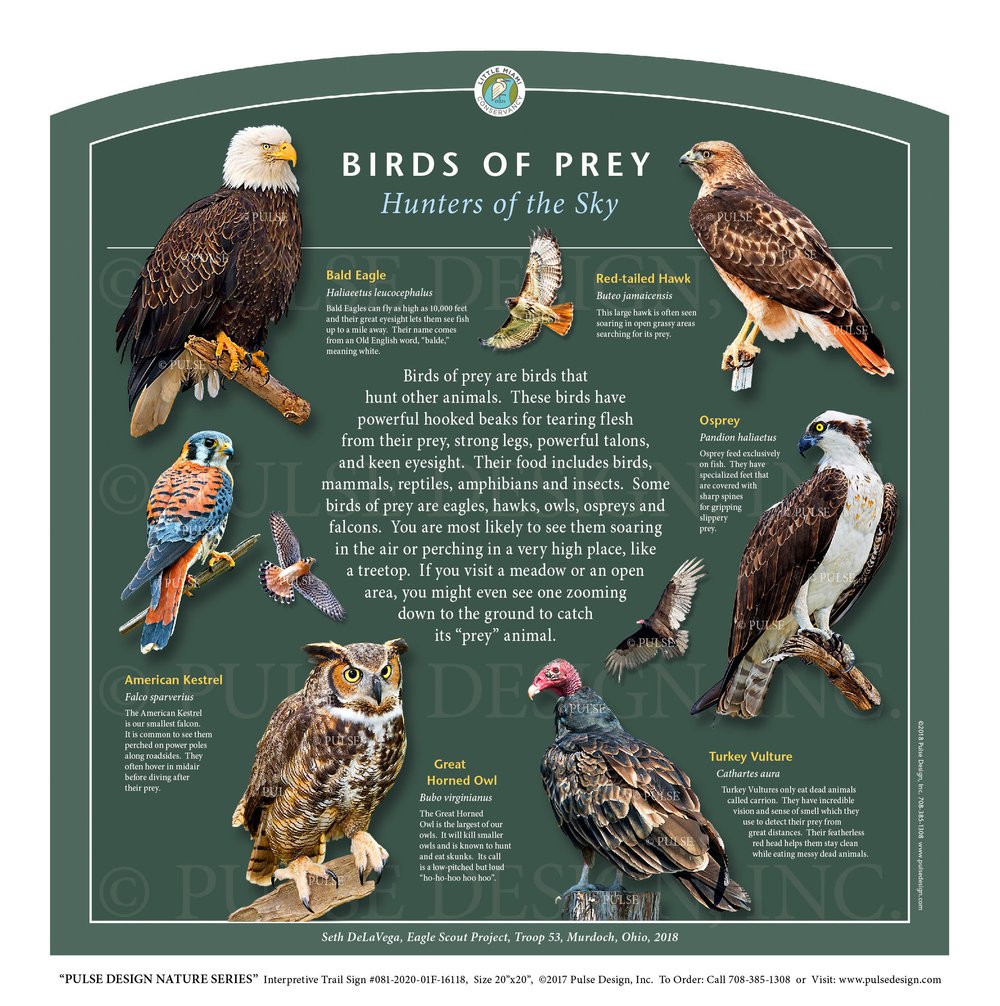 Outdoor Interpretive Signs Birds of Prey Osprey Eagles Hawks Falcons  Kestrel Owls — Pulse Design Outdoor Interpretive Signs