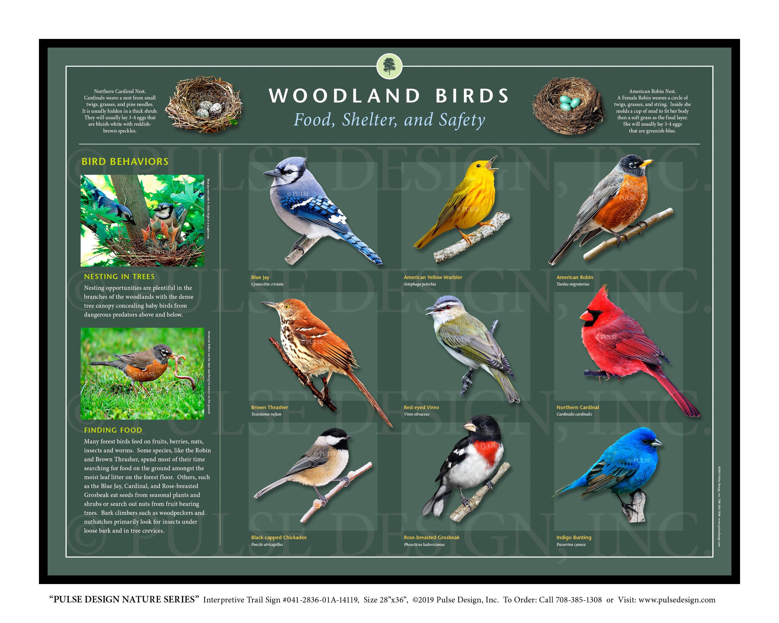 Outdoor Interpretive Sign: Birds of Prey, Guide, Bald Eagle, Osprey,  Red-tailed Hawk, Kestrel, Turkey Vulture, Great Horned Owl, in Birds of Prey  & Raptors Series: #081-2020-01F-16118 — Pulse Design Outdoor Interpretive  Signs