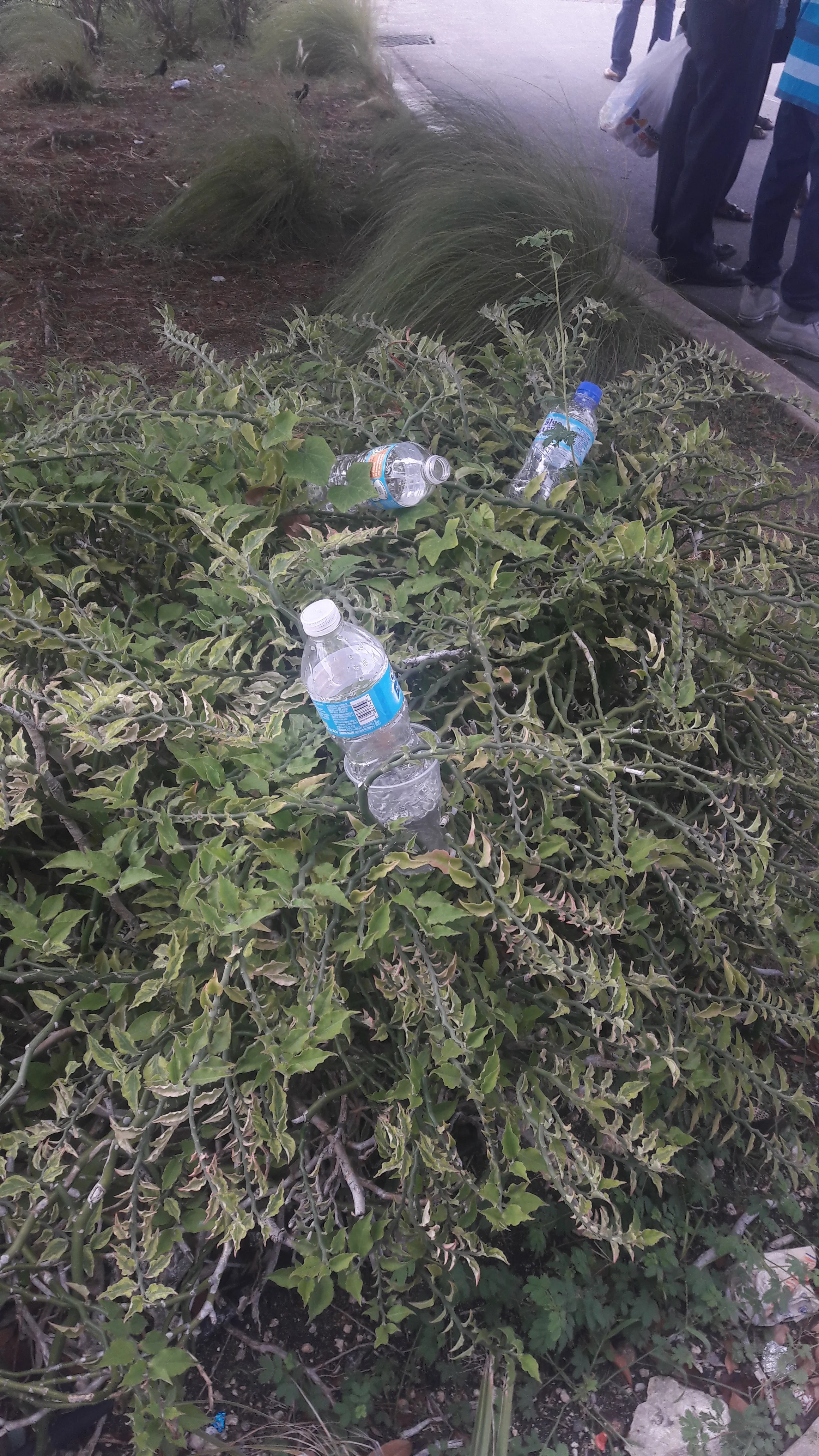 Confessions of a Crop Over Litter Lout