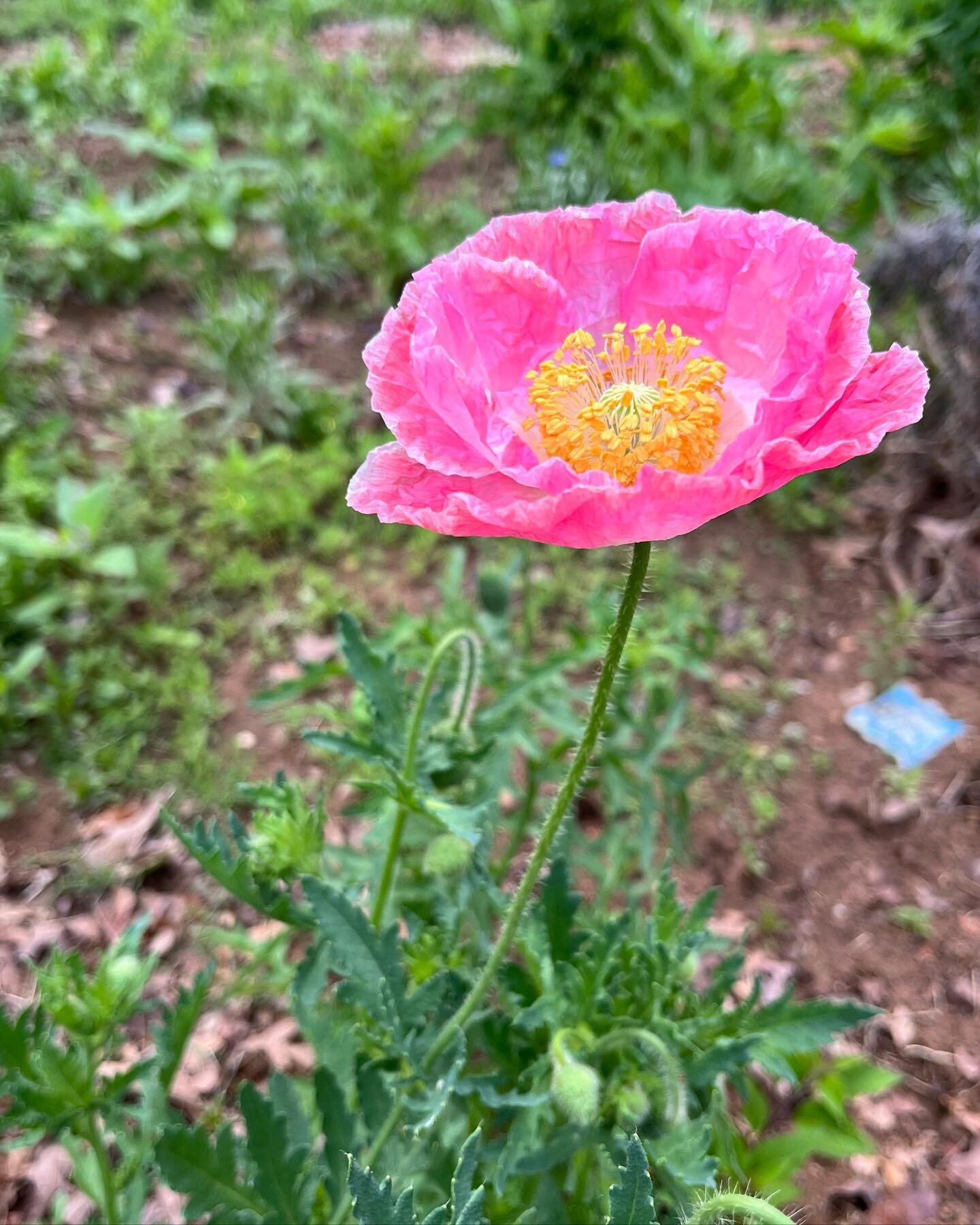 Good morning!!! #myokbackyard #oklahomagardening #poppies #pinkpoppy