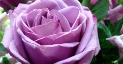 rose-428881_640.jpg