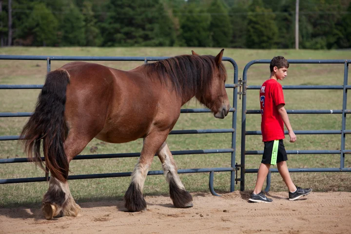 How Do Horses See the World?