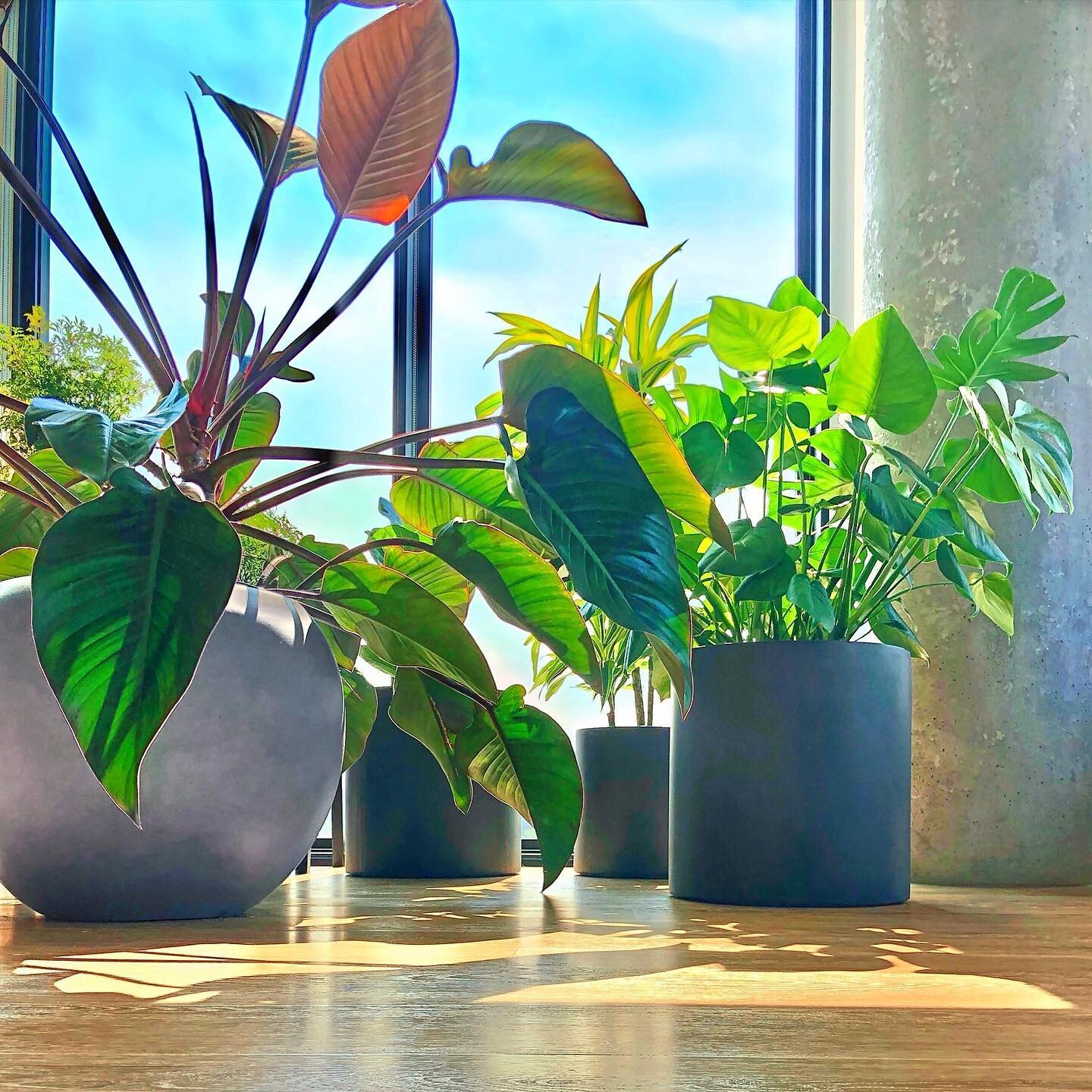 My new #PlantChildren are loving all the natural light in our new place 🌱🌞🌿 Do you recognize any of these? @therodneypdx #PlantsGiveMeLife #AmazonHome 
. 
. 
. 
. 
. 
. 
#TheRodney #PDX #PortlandNursery #PlantsPlantsPlants #PistilsNursery #Monster