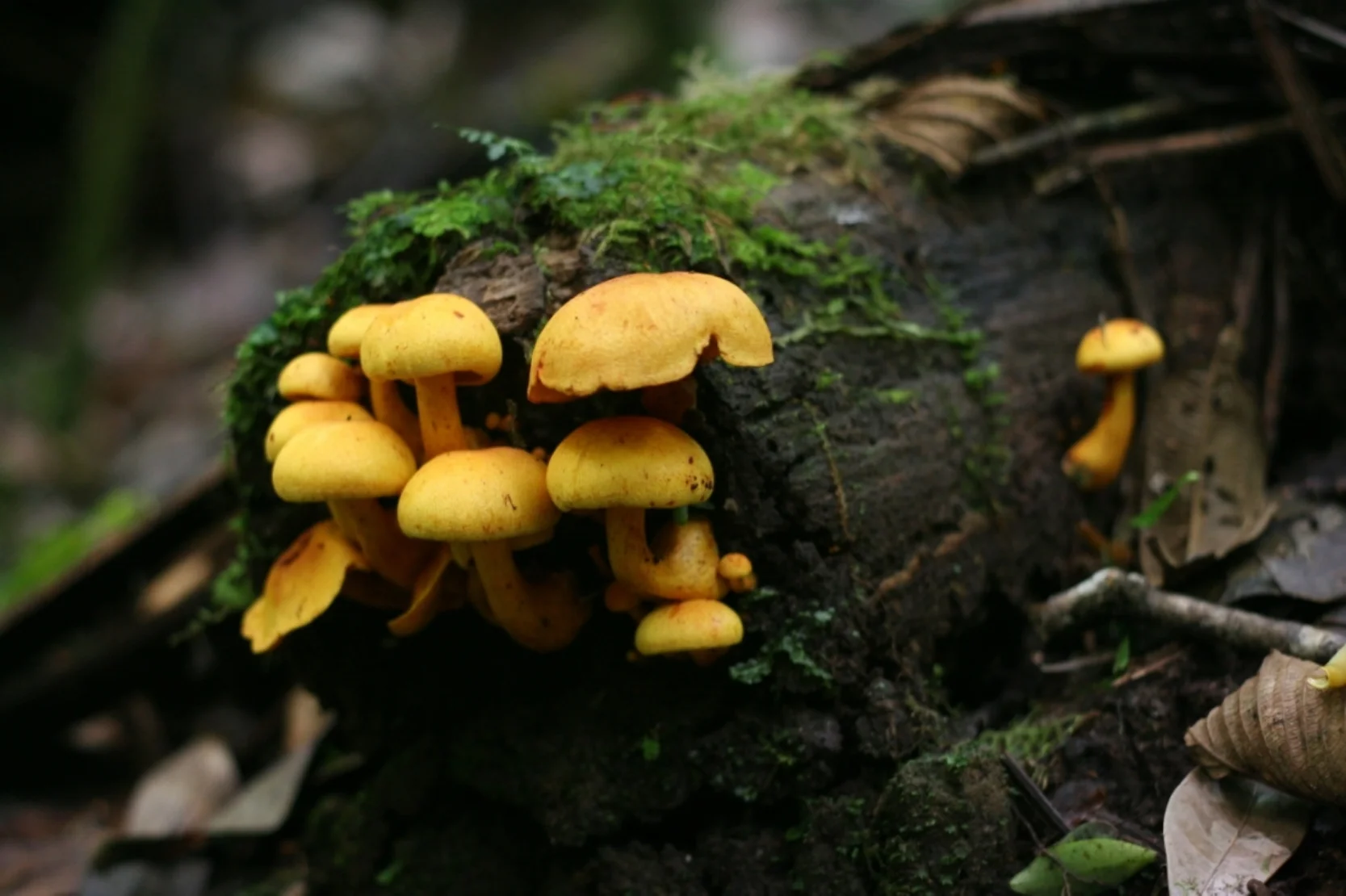  Monteverde Cloud Forest, Costa Rica 