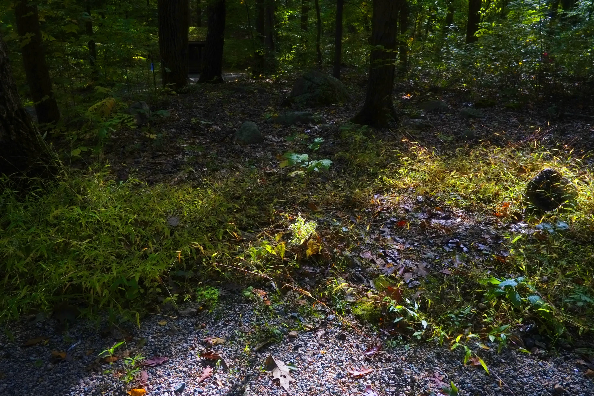 _DSF6644.jpg