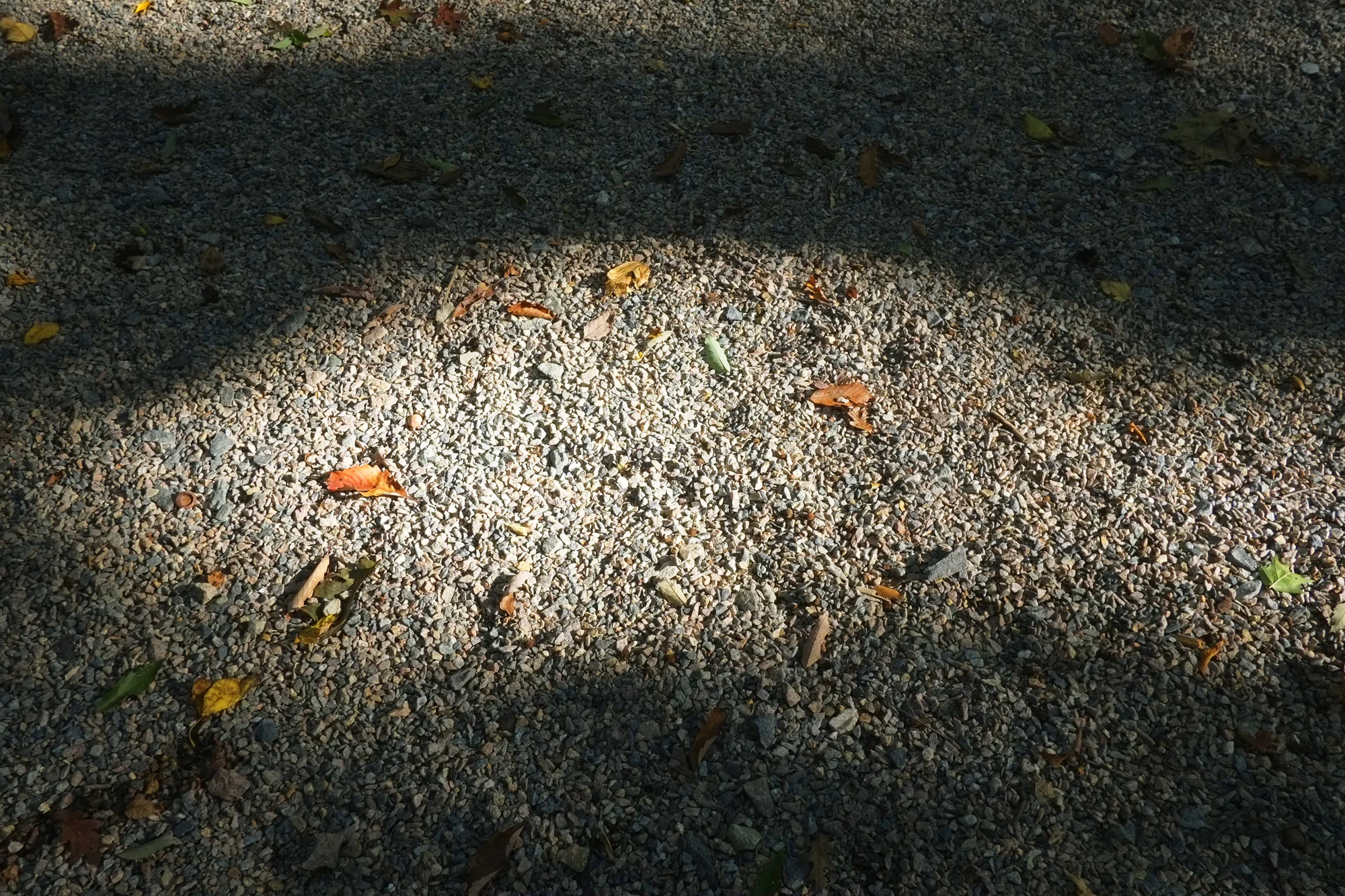 _DSF6709.jpg