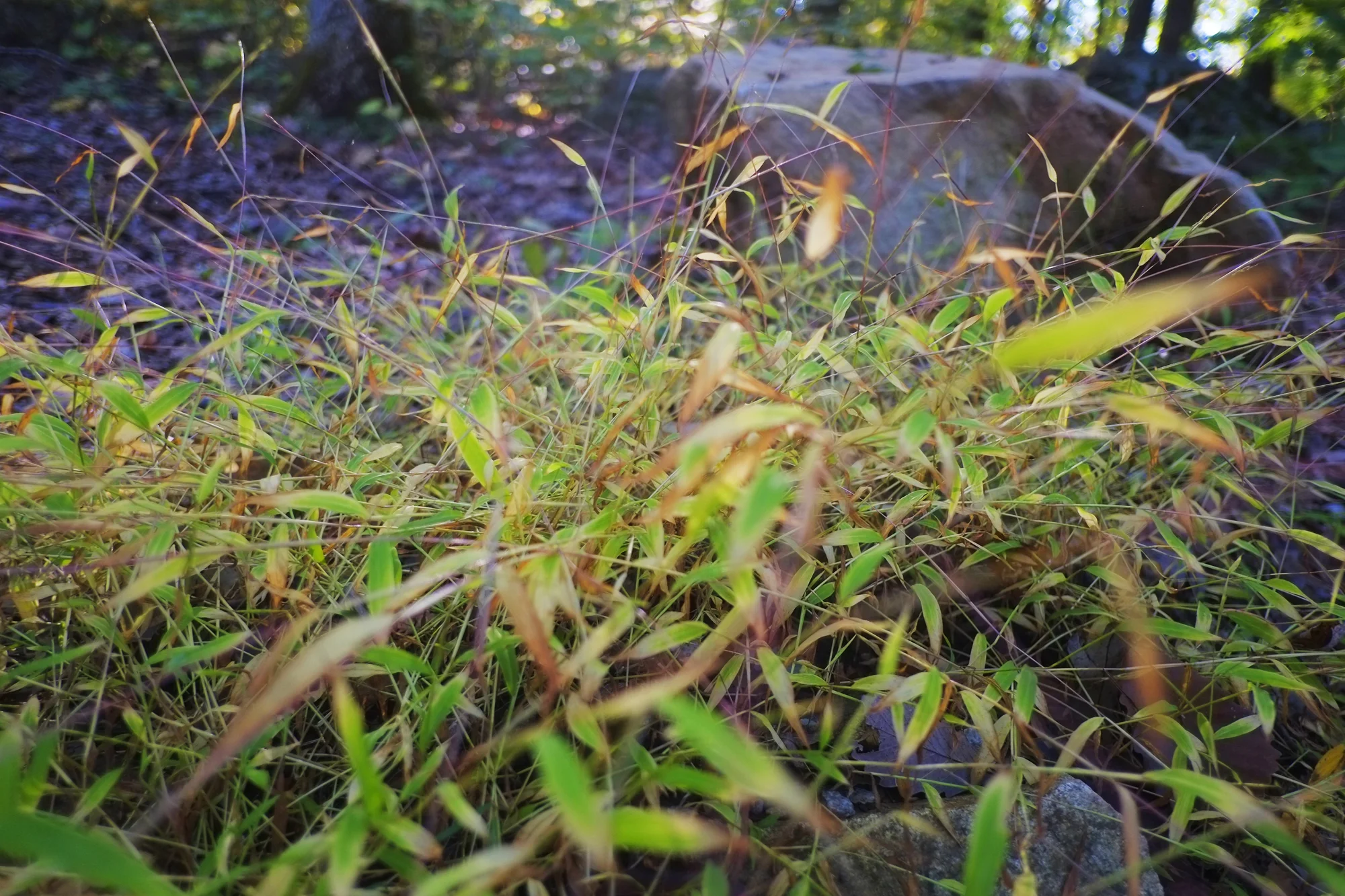 _DSF6749.jpg