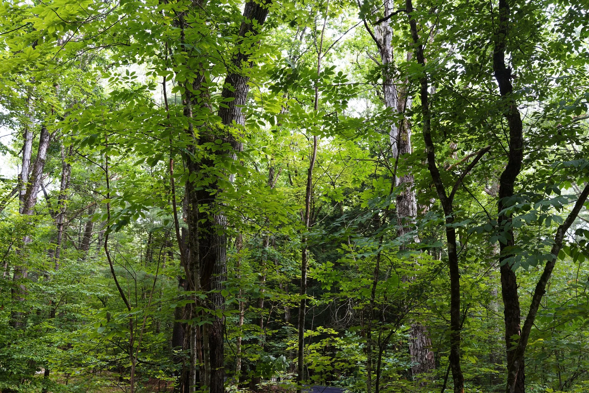 _DSC4150.jpg