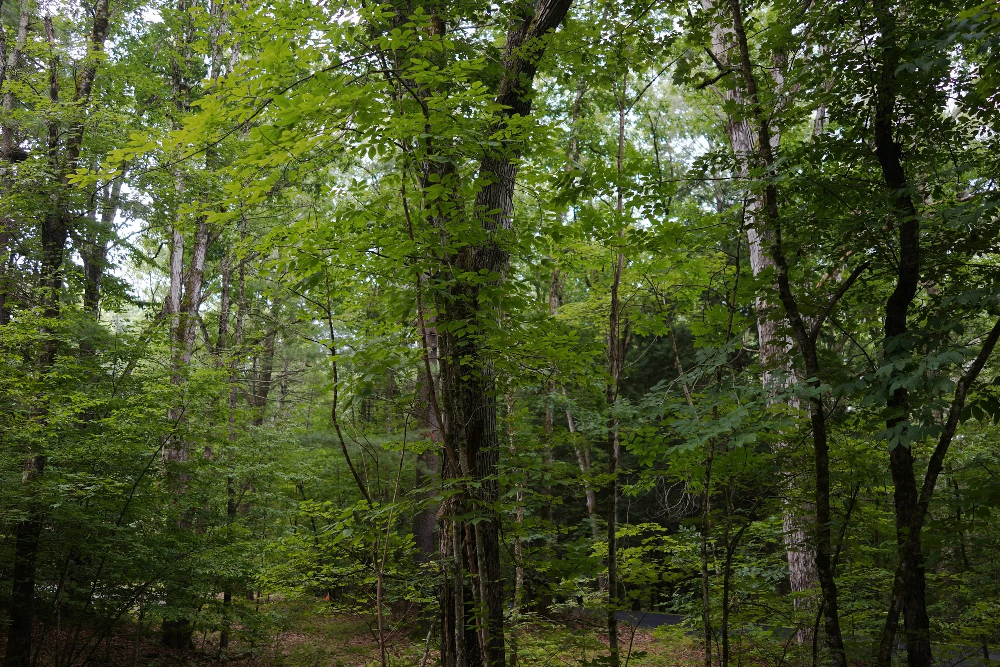 _DSC4201.jpg