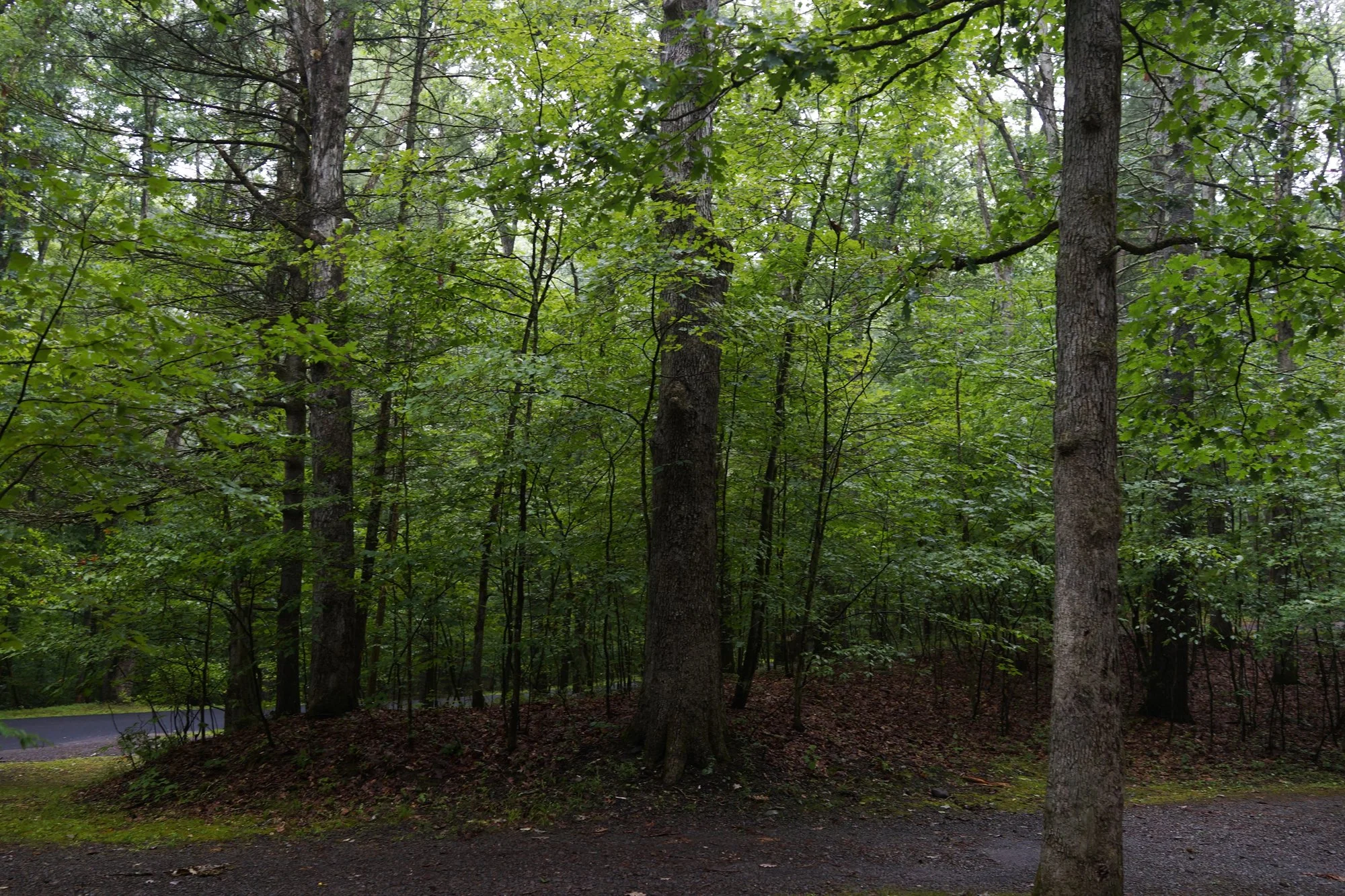 _DSC4225.jpg