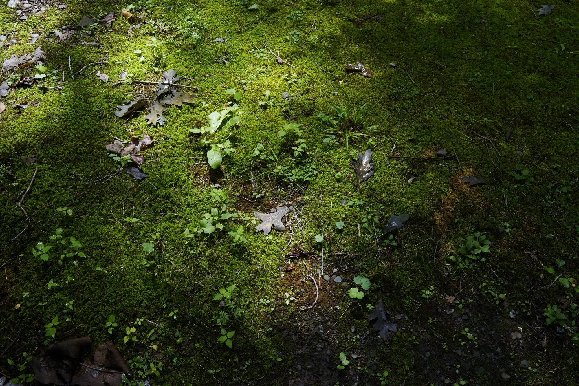_DSC4350.jpg