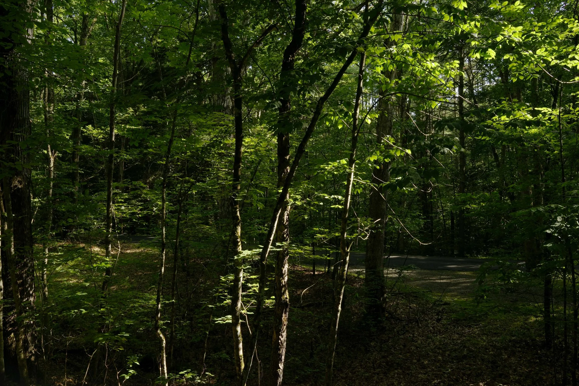 _DSC4508.jpg