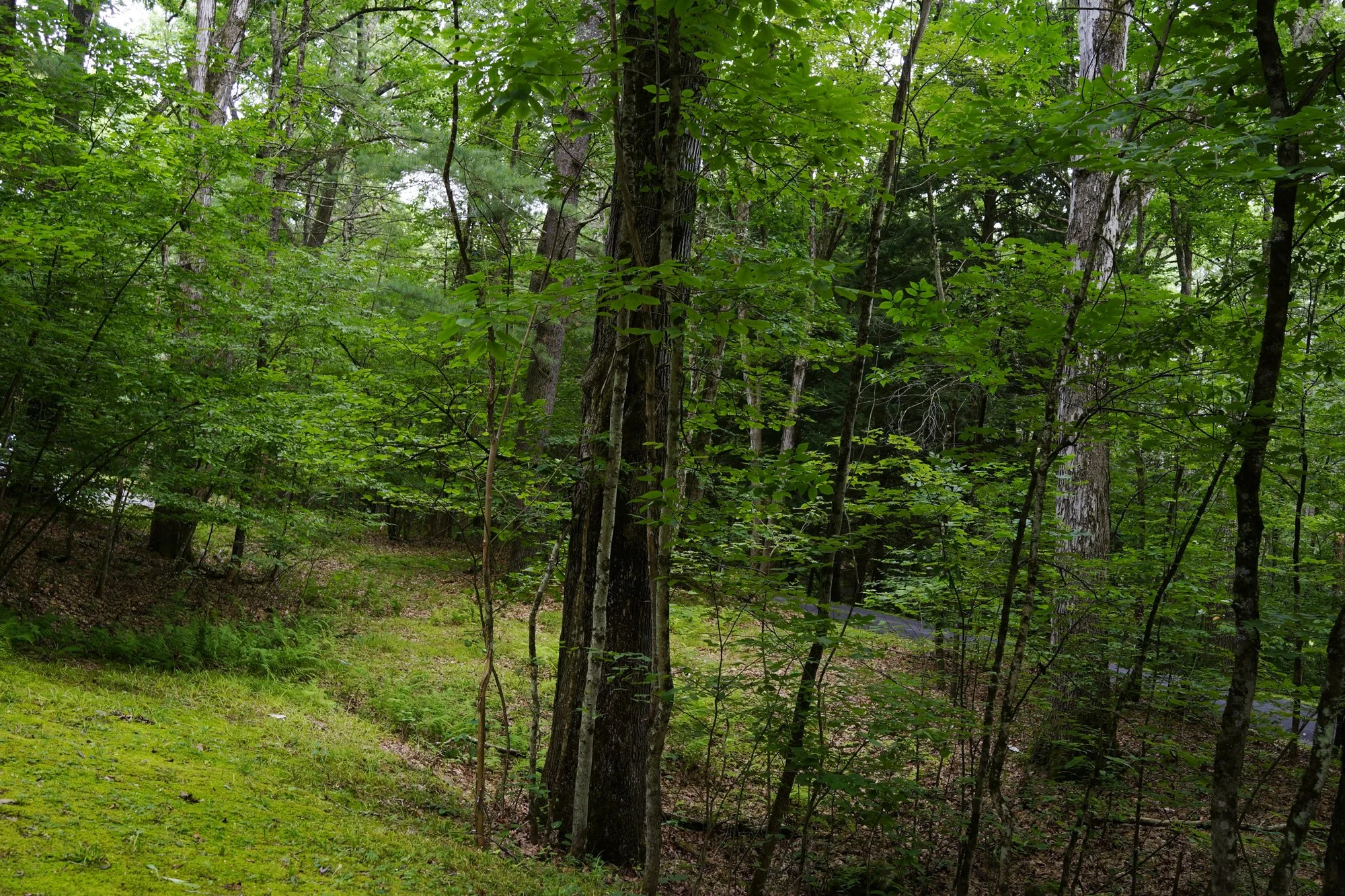 _DSC4575.jpg