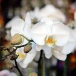 Brookside_Orchids_1754_credit_tory_putnam.jpg