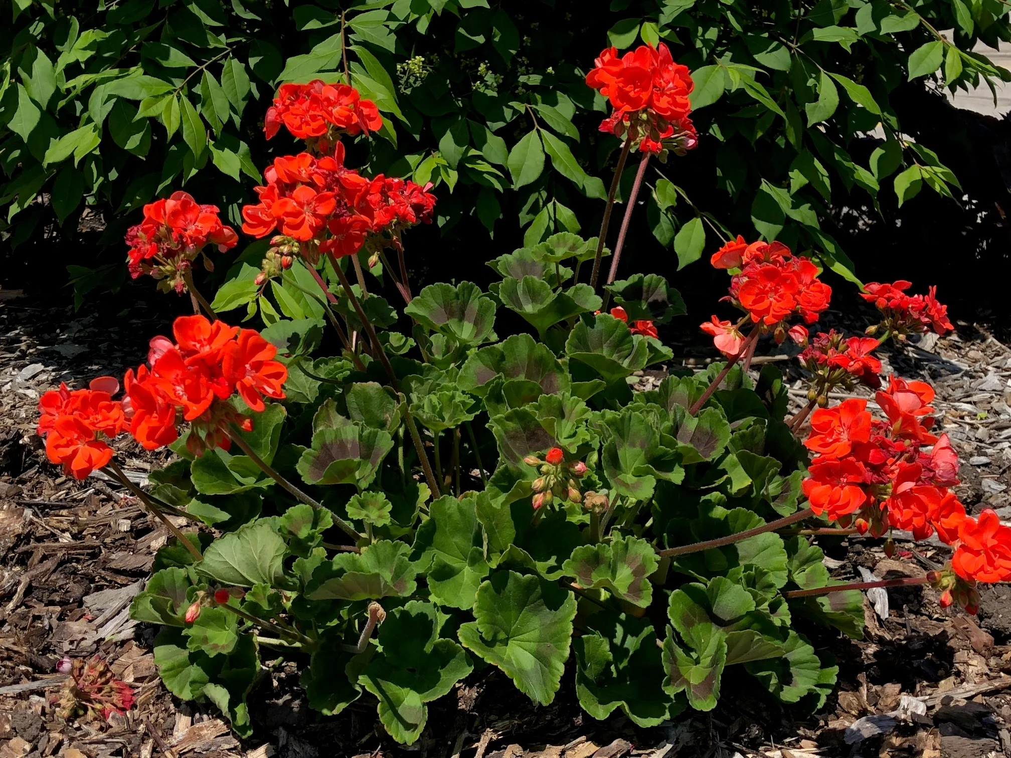 red geraniums pheasant run in bloom 2018.jpg