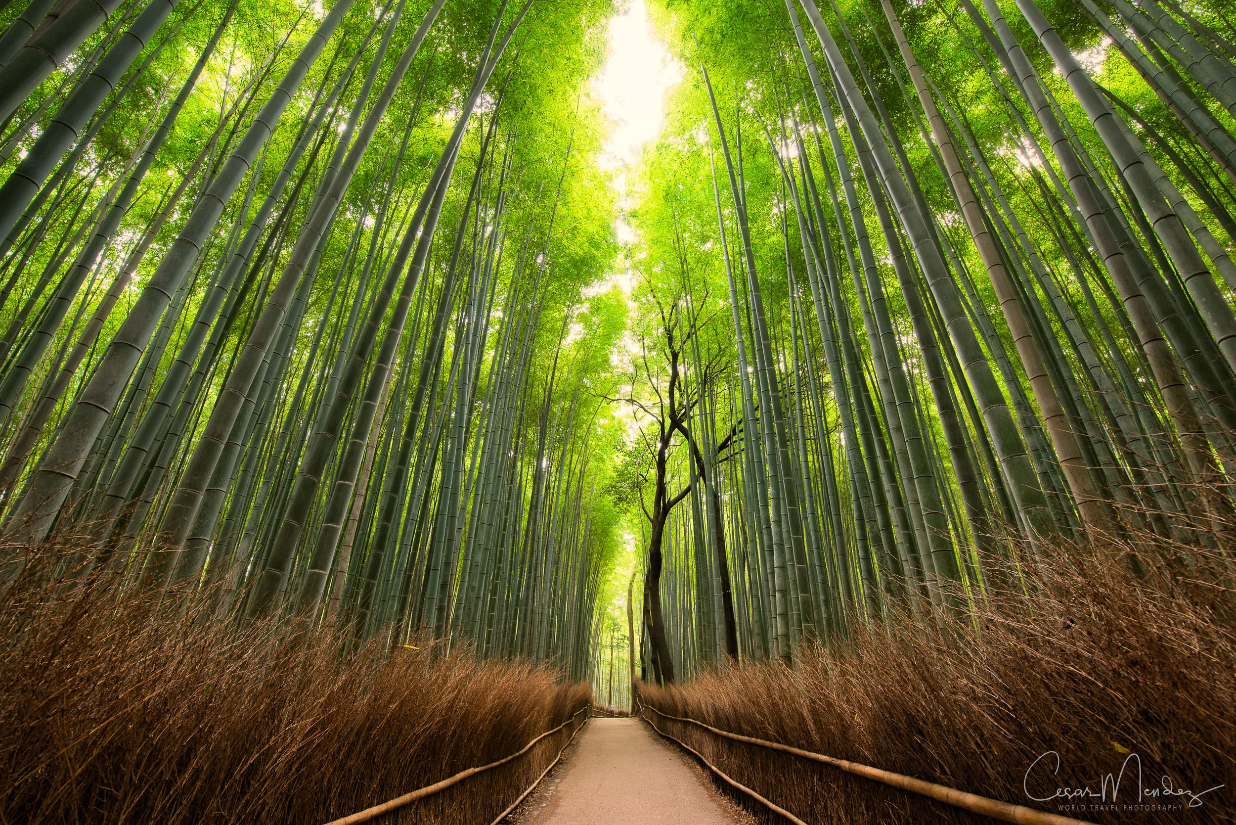 Arayashima, Bamboo Forest, Kyoto, Japan