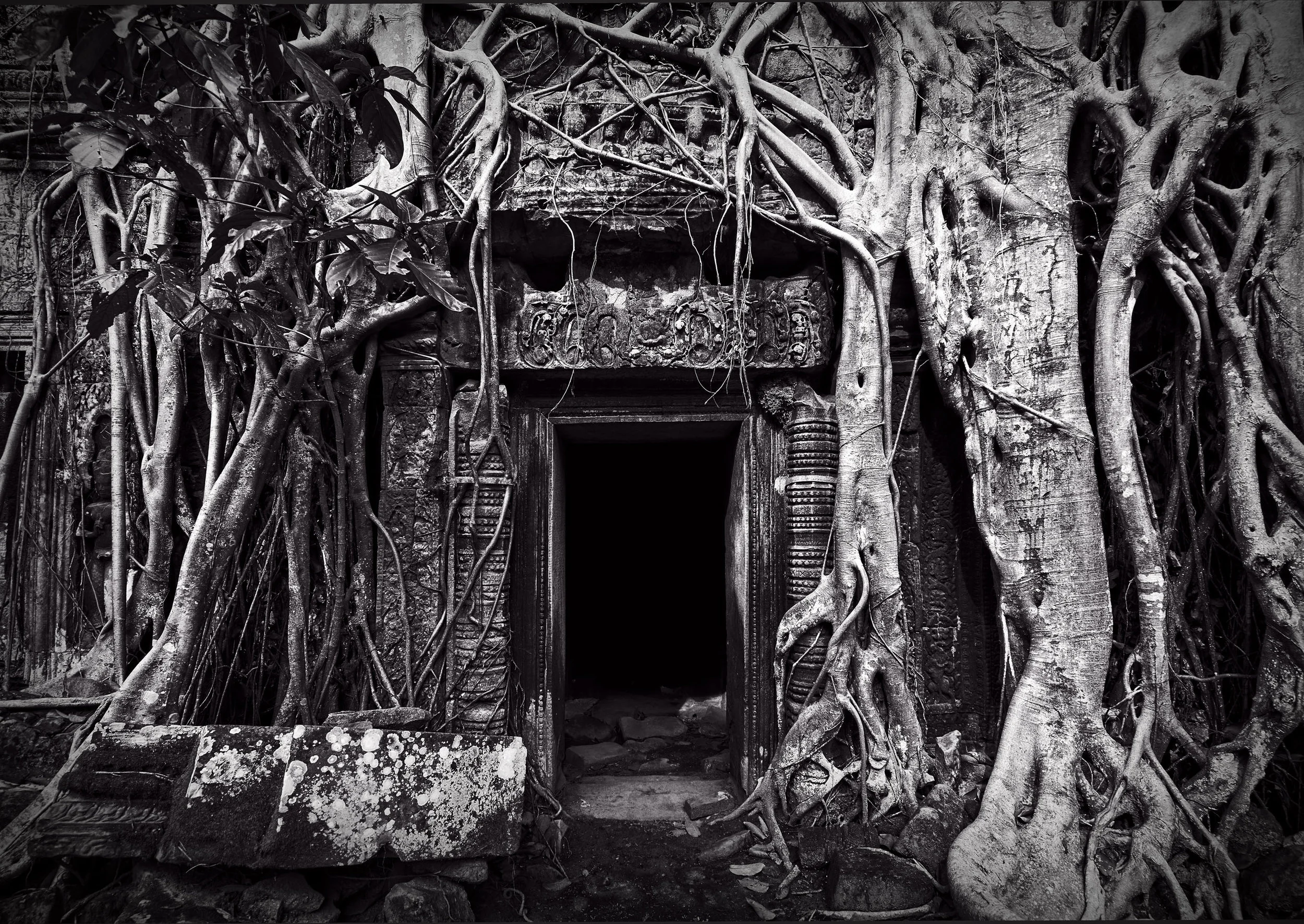 Tree Temple, Cambodia