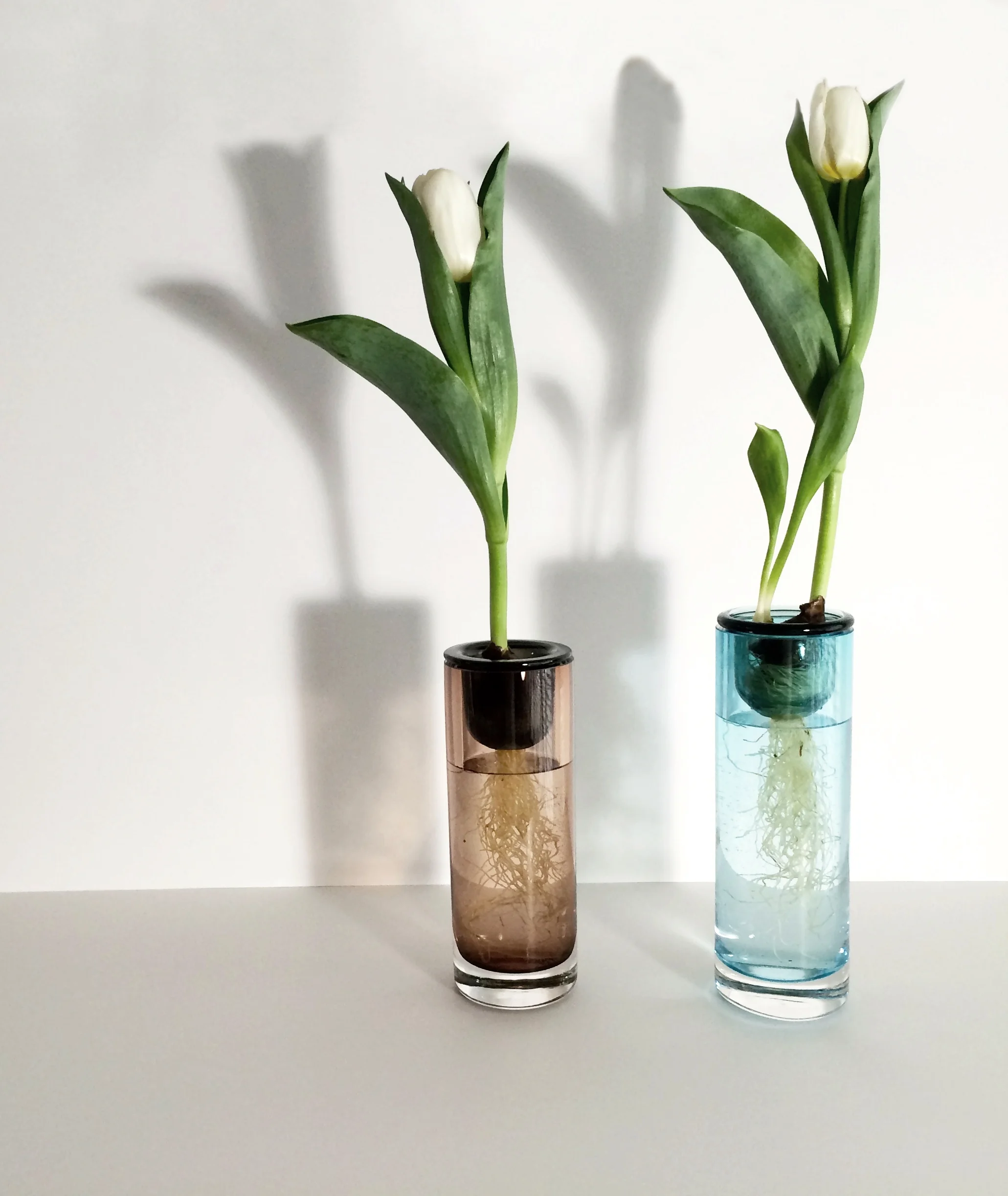 white tulips 2.jpg