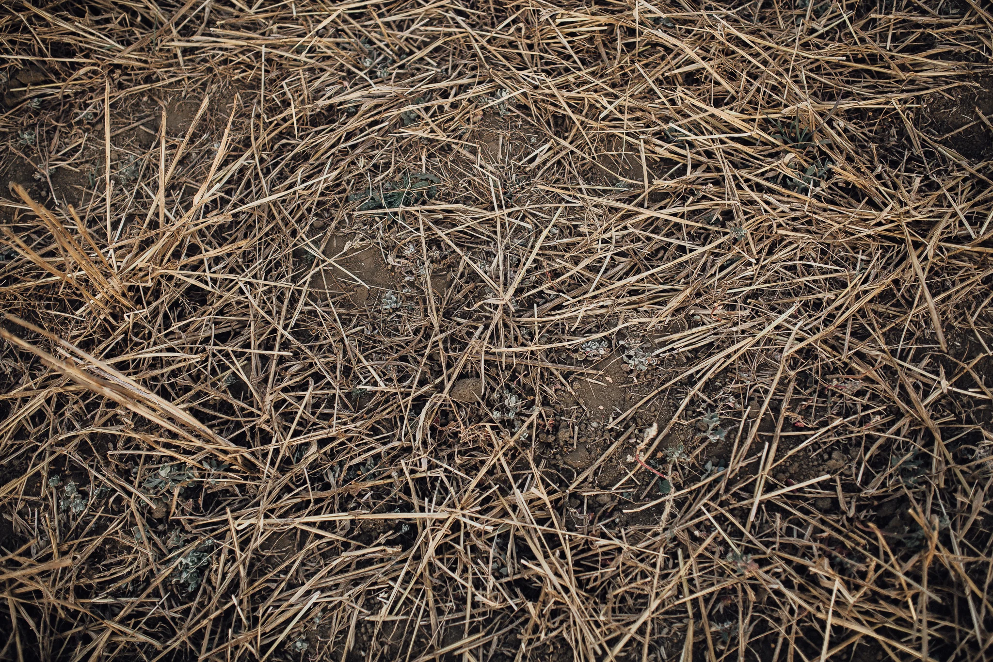 alfonso_flores_fotografo_de_bodas_destino-20.jpg