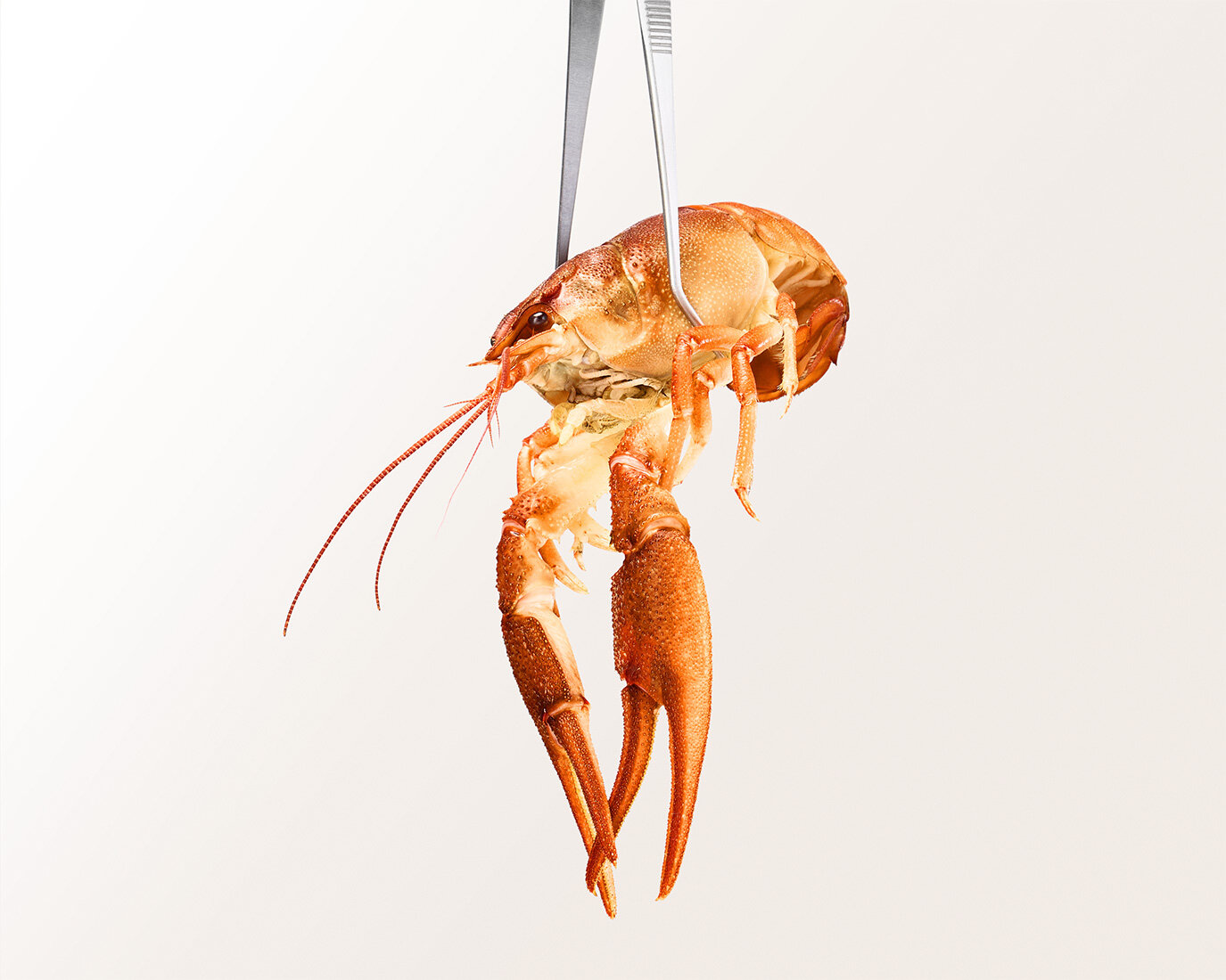   Personal work   Sea food / Norway lobster    