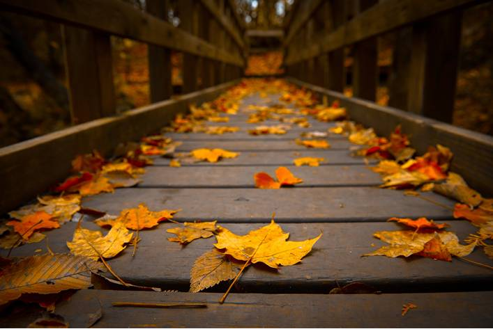 Autumn Blog Post.png